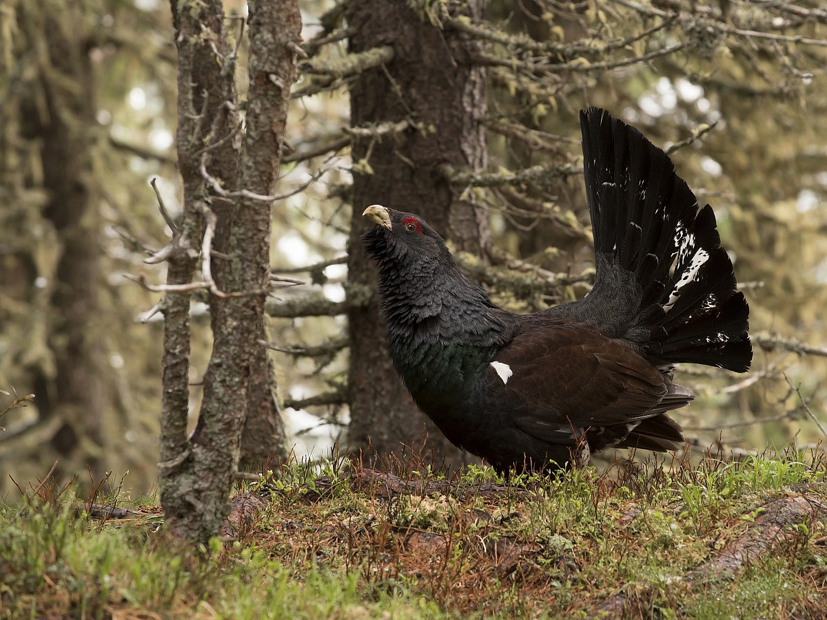 Il mio primo cedrone