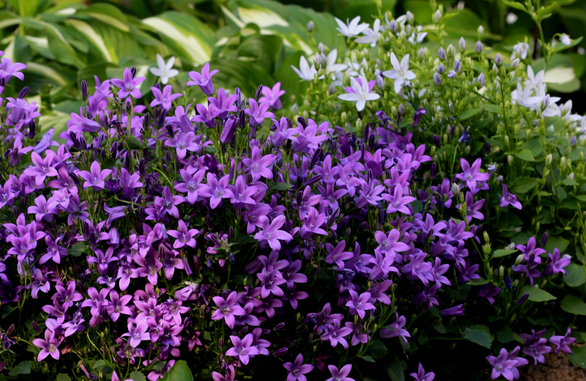 For lovers of purple and even no