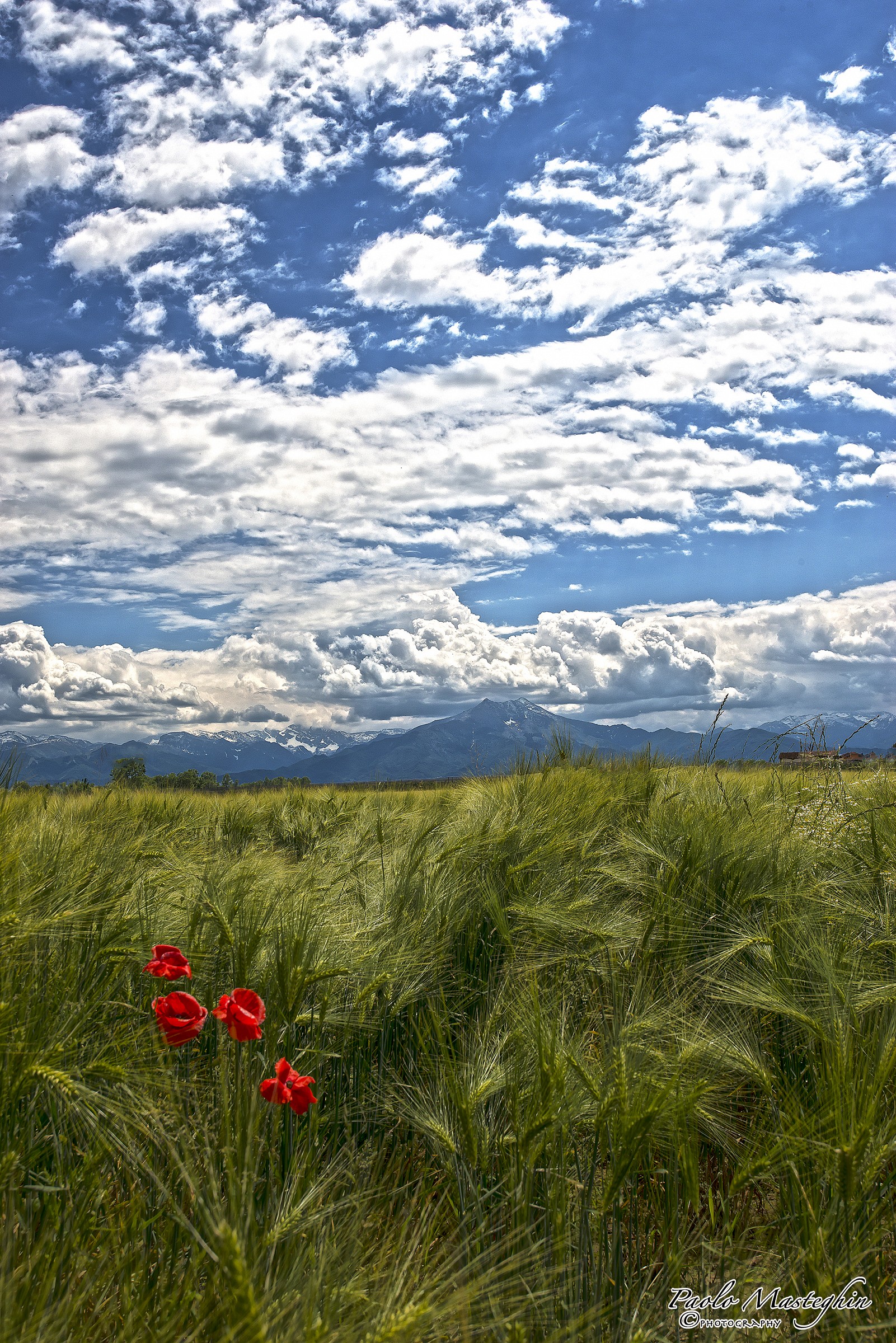 Lo sai che i papaveri...