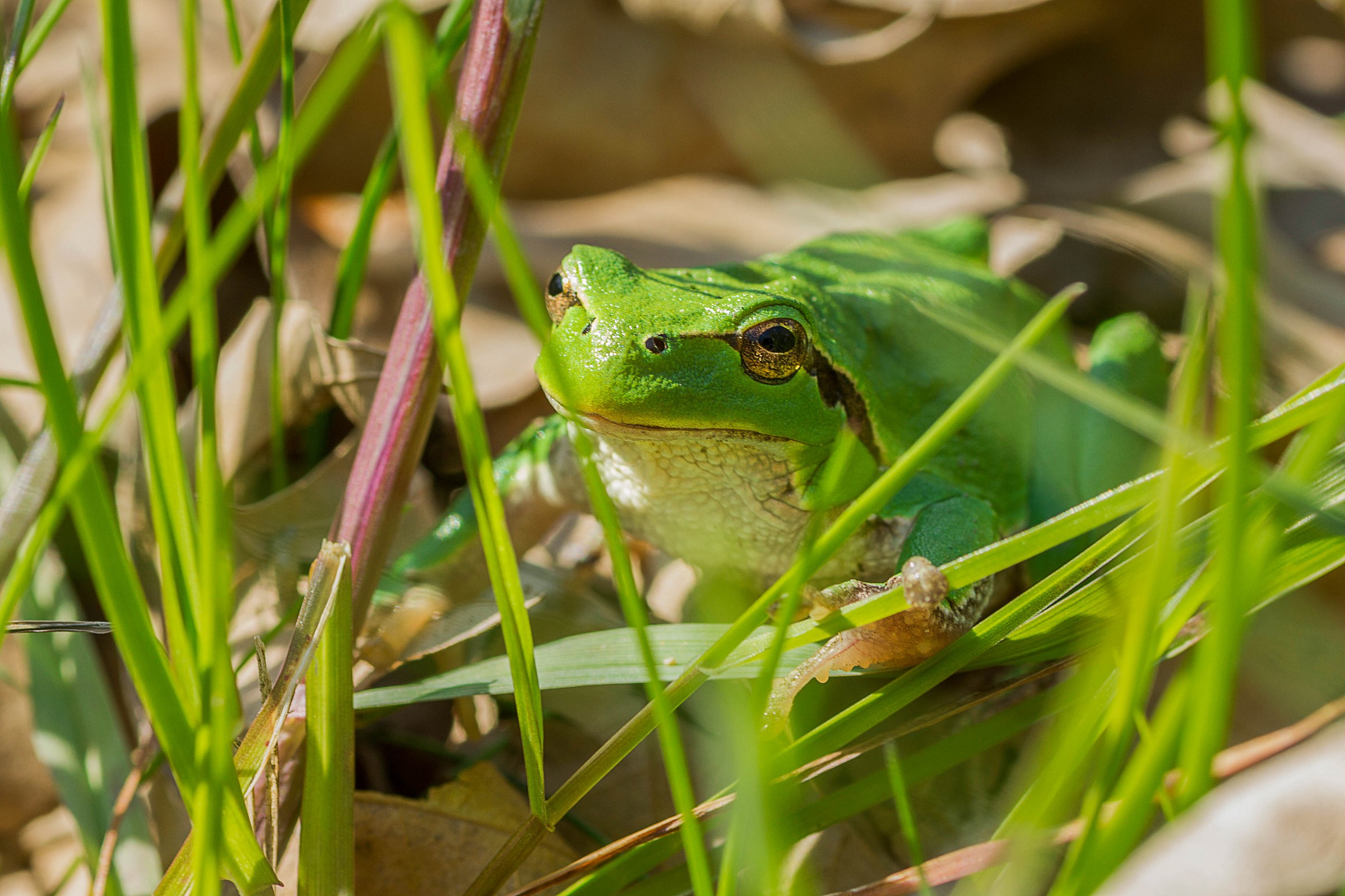 Hyla arborea