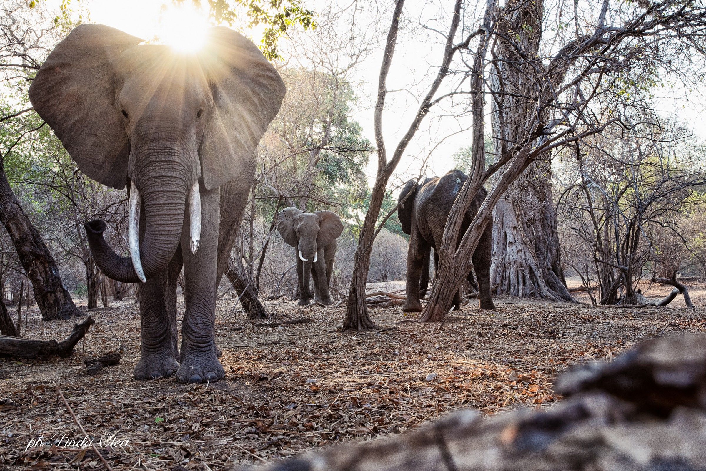 Nella foresta incantata