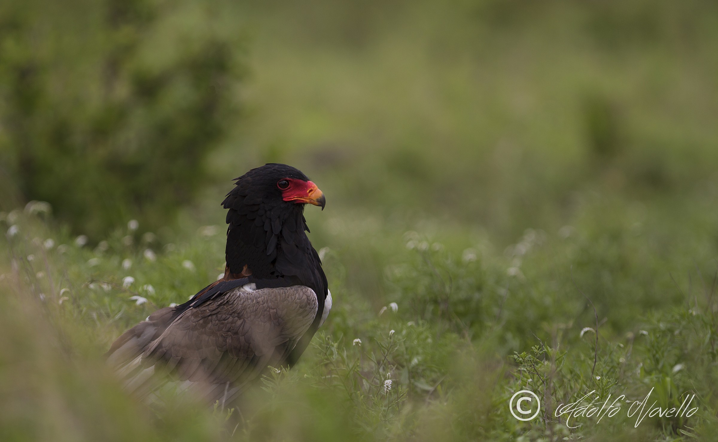 Bateleur