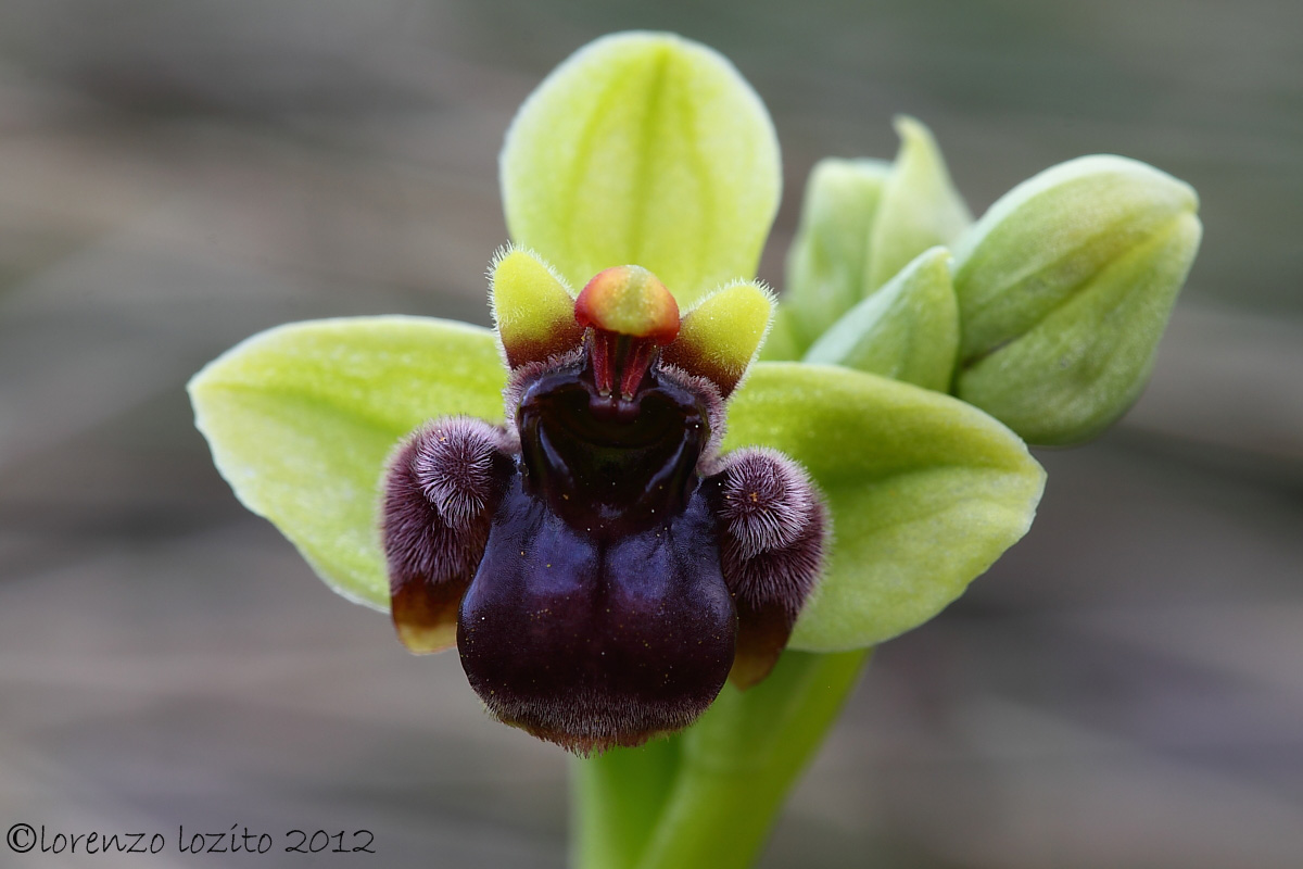 Ophrys bombyliflora-Parco Nazionale Alta Murgia