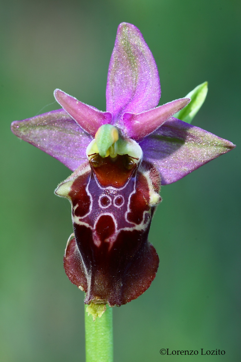 Ophrys apulica-Parco Nazionale Alta Murgia