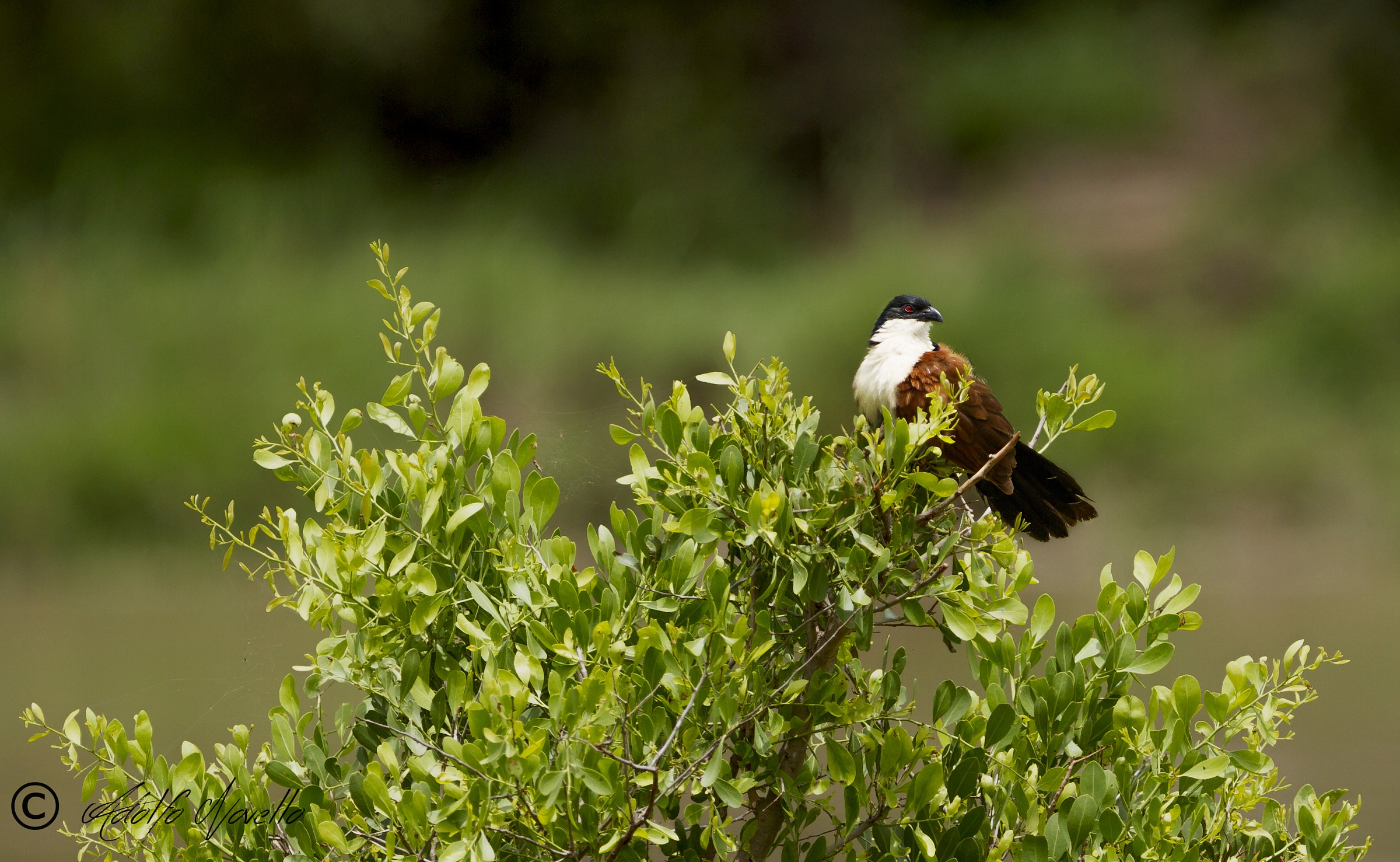 Burchell's Coucal