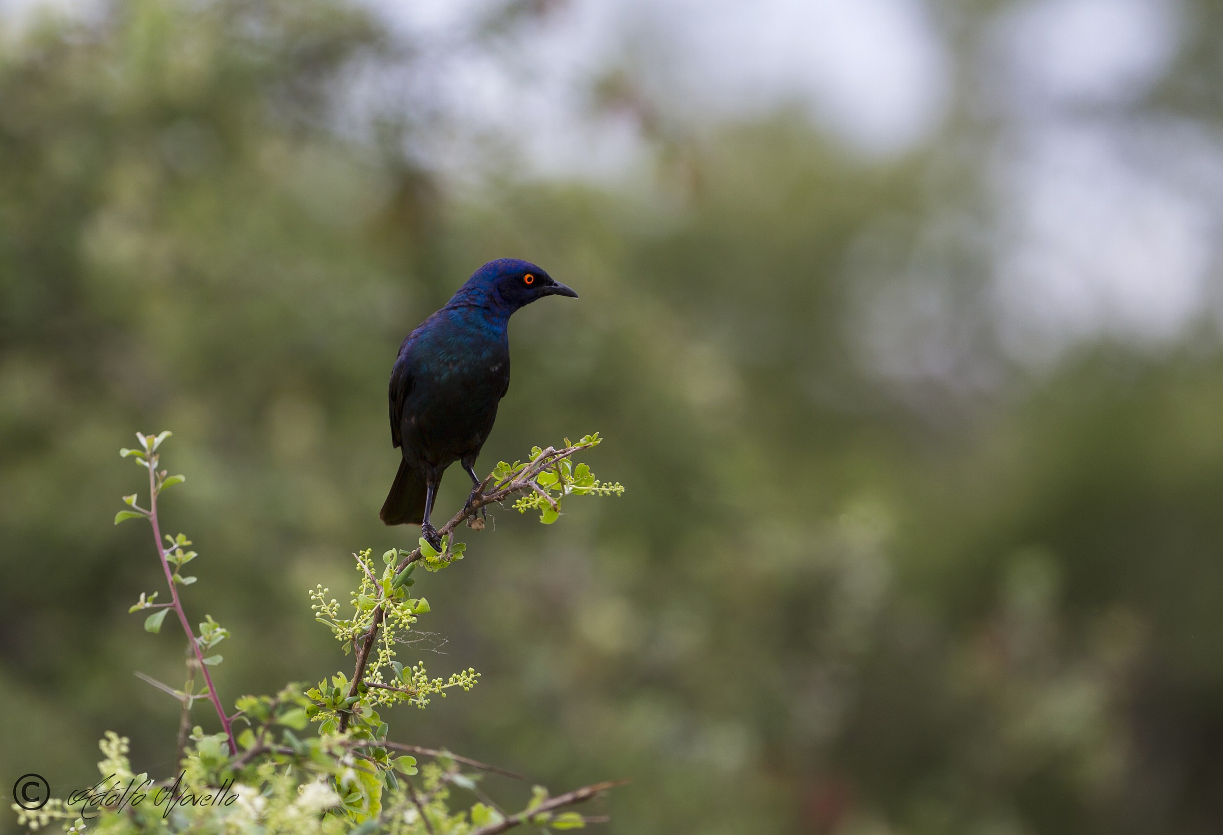 Cape Glossy Starling