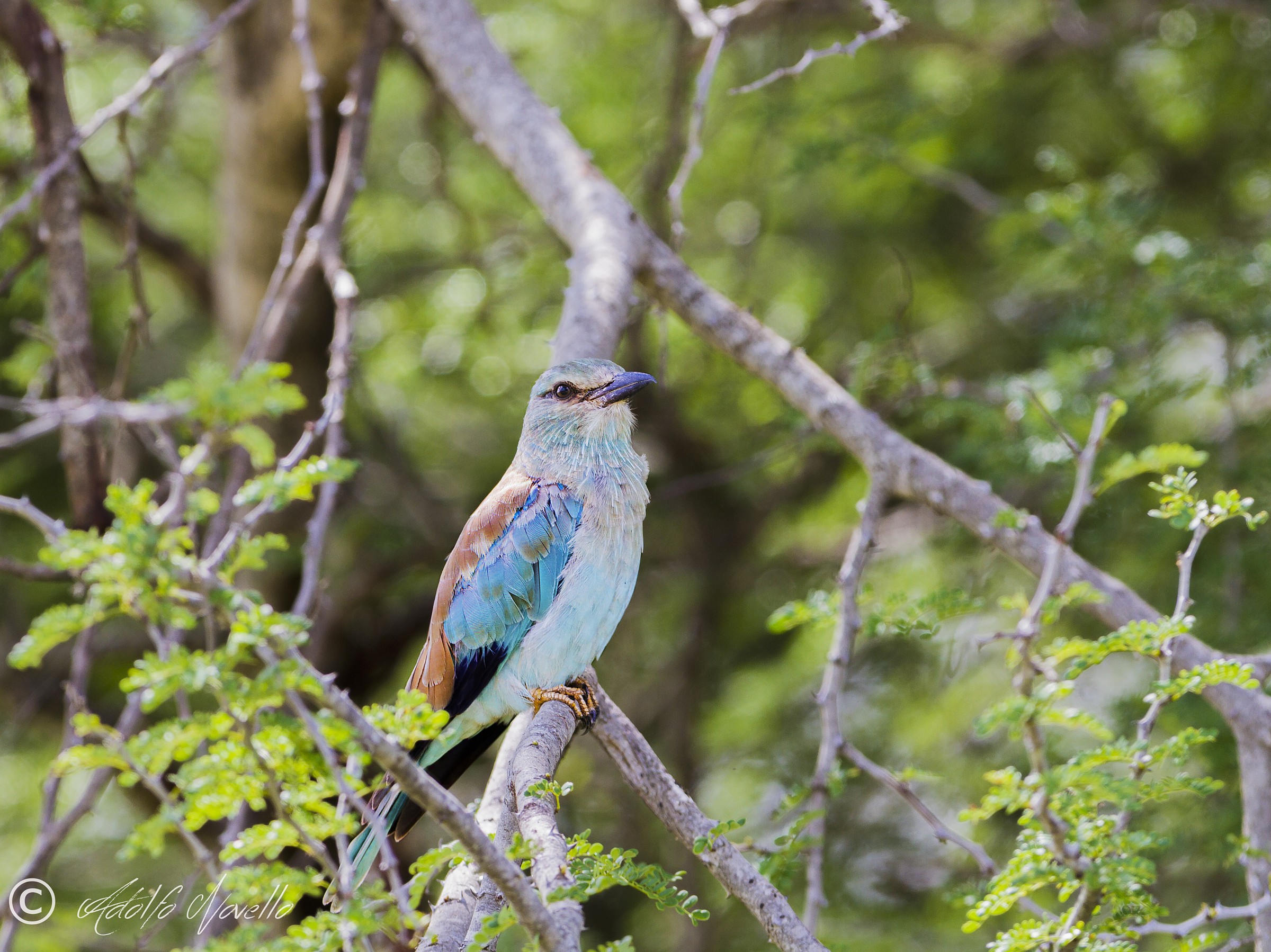 European Roller