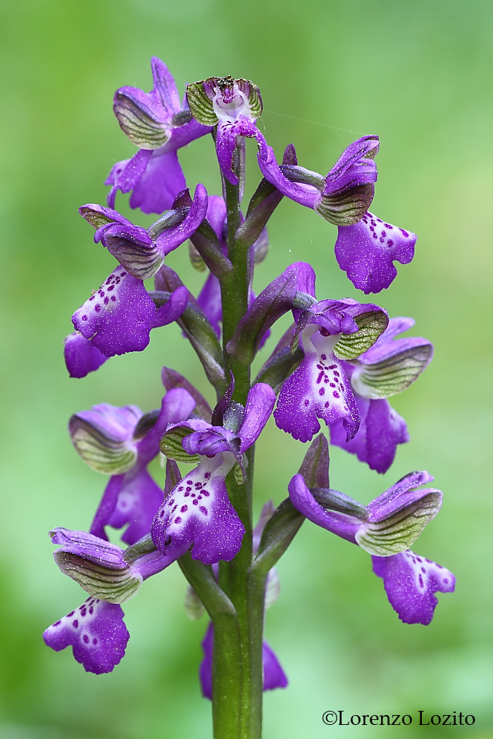 Anacamptis morio-Parco Nazionale Alta Murgia