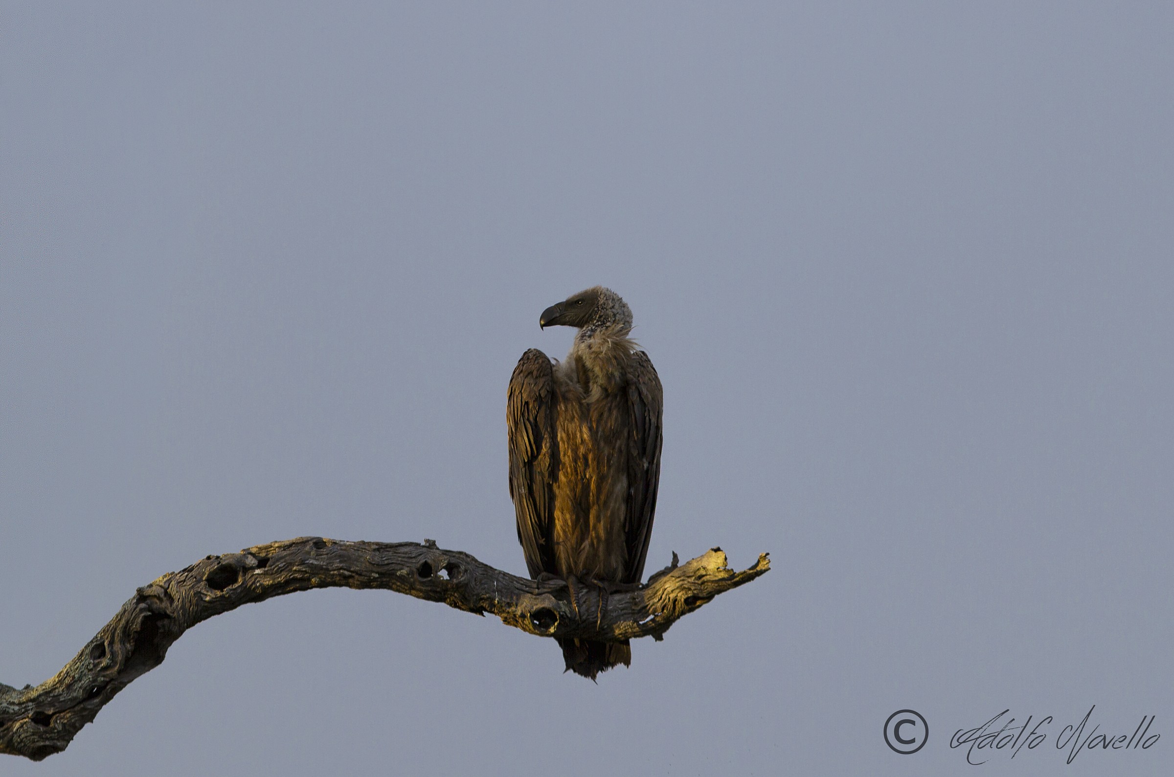 White-backed Vulture