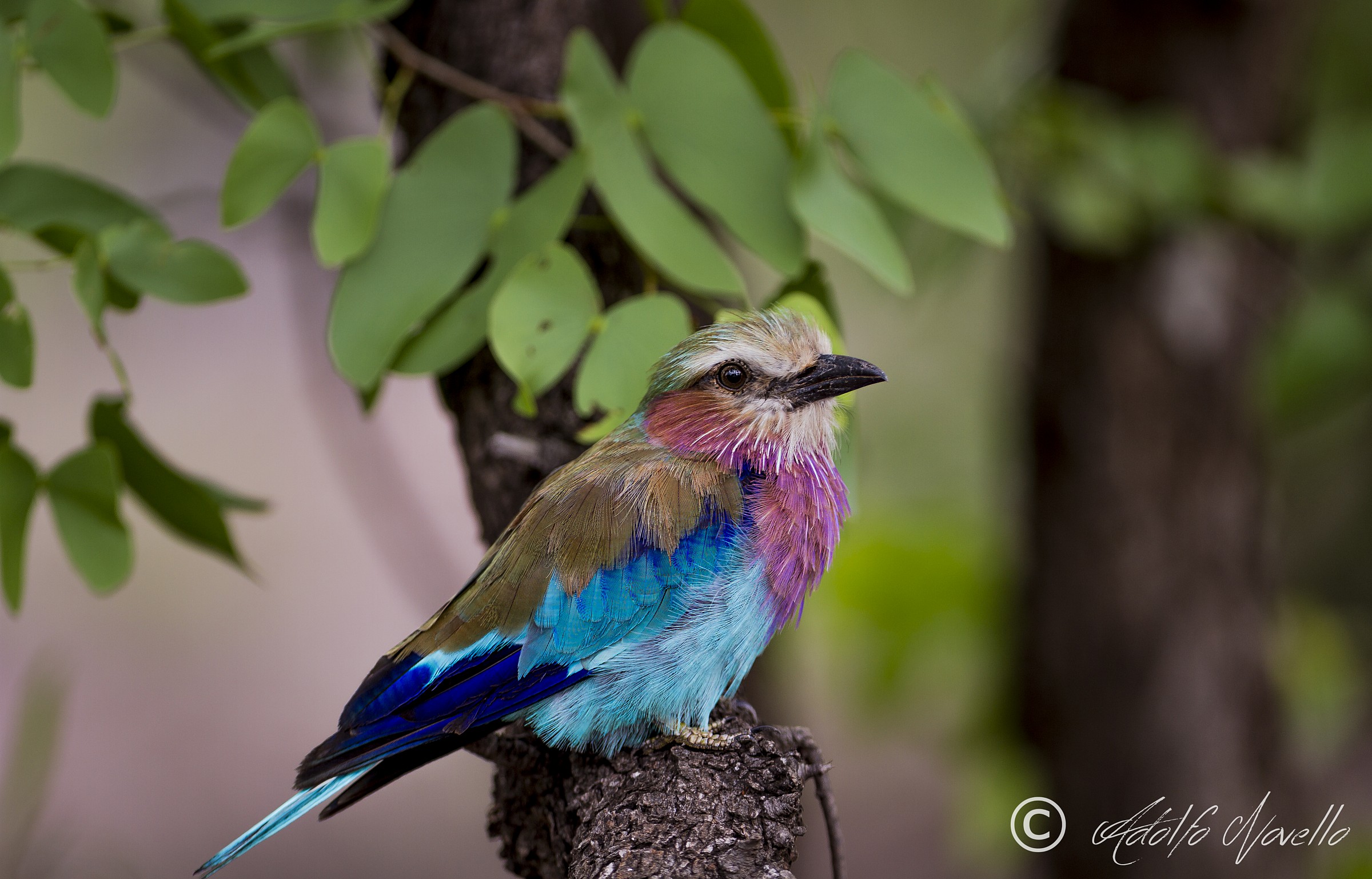 Lilac-breasted Roller