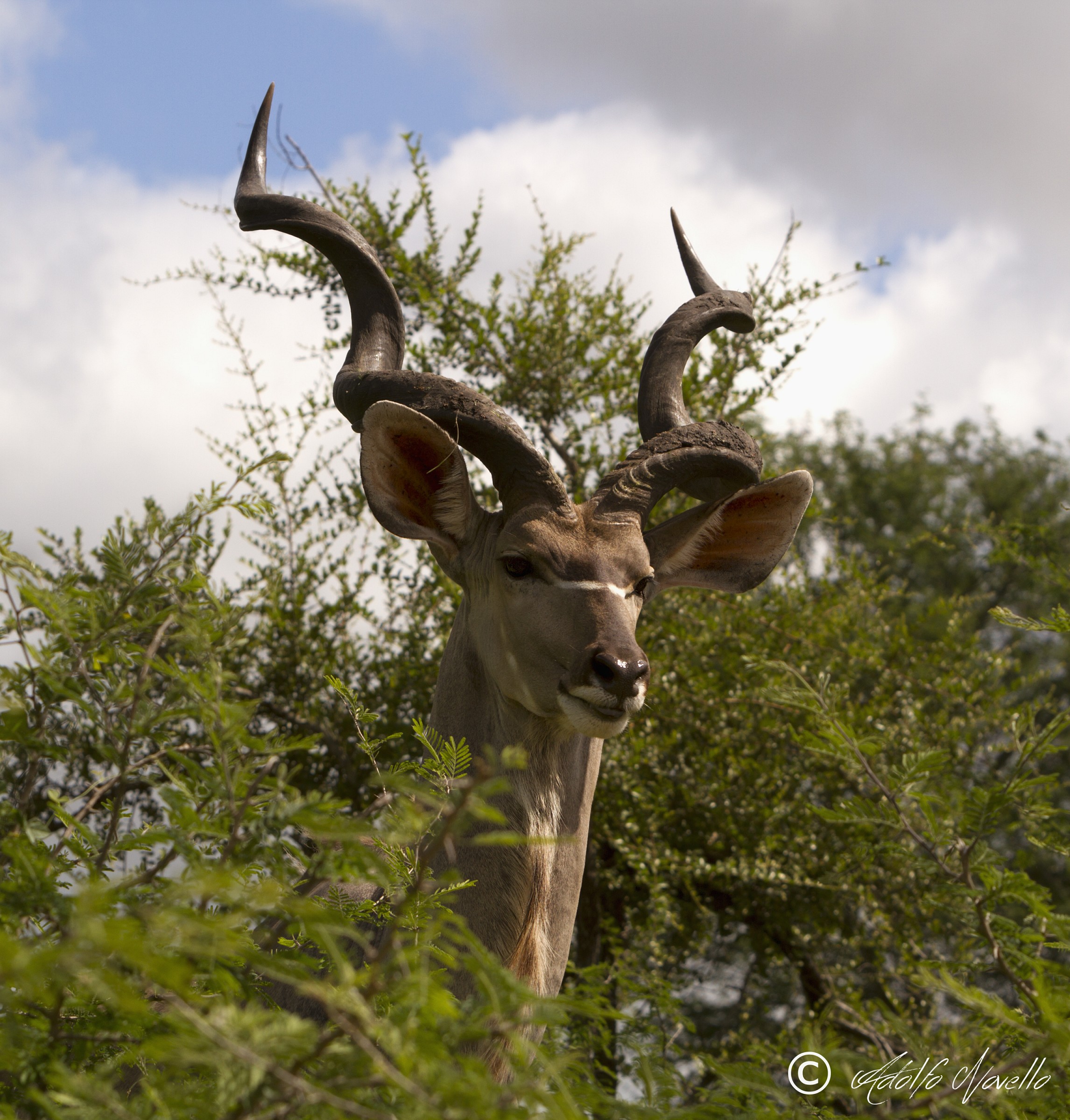 Kudu