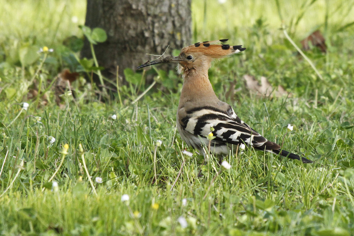 L'Upupa nel cortile di casa