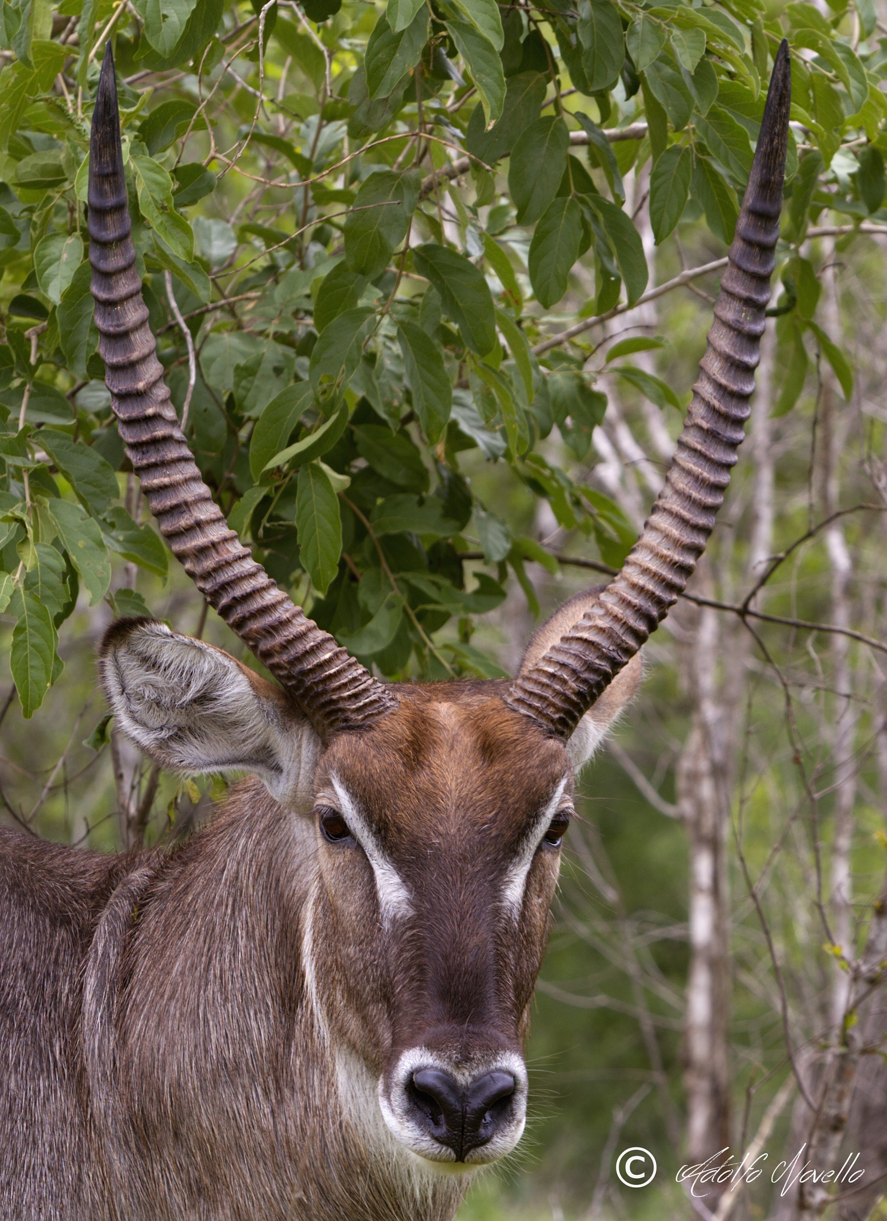 Waterbuck