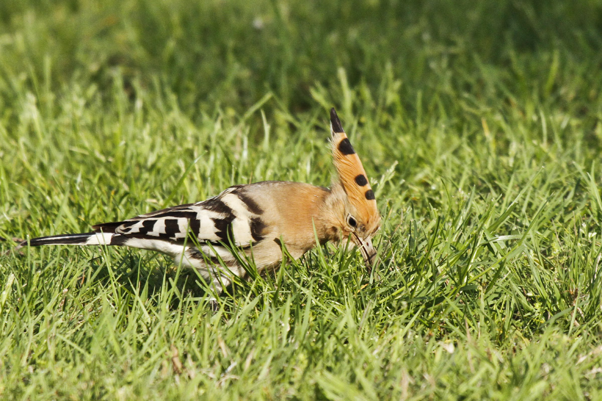 L'Upupa nel cortile di casa