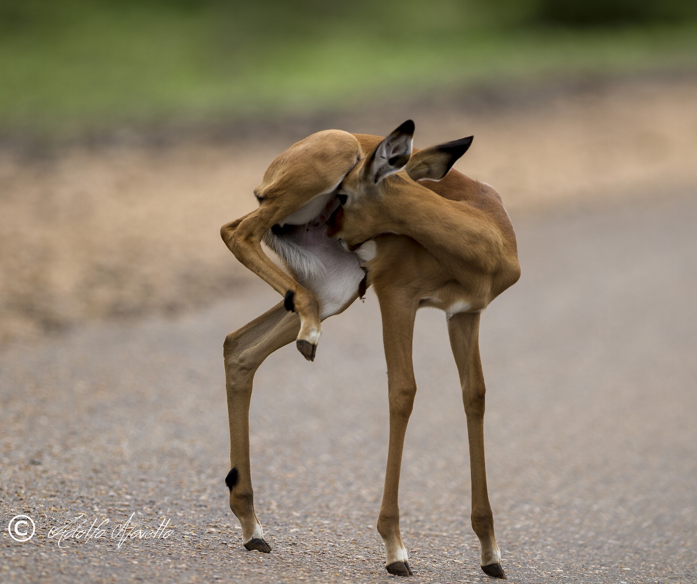Impala