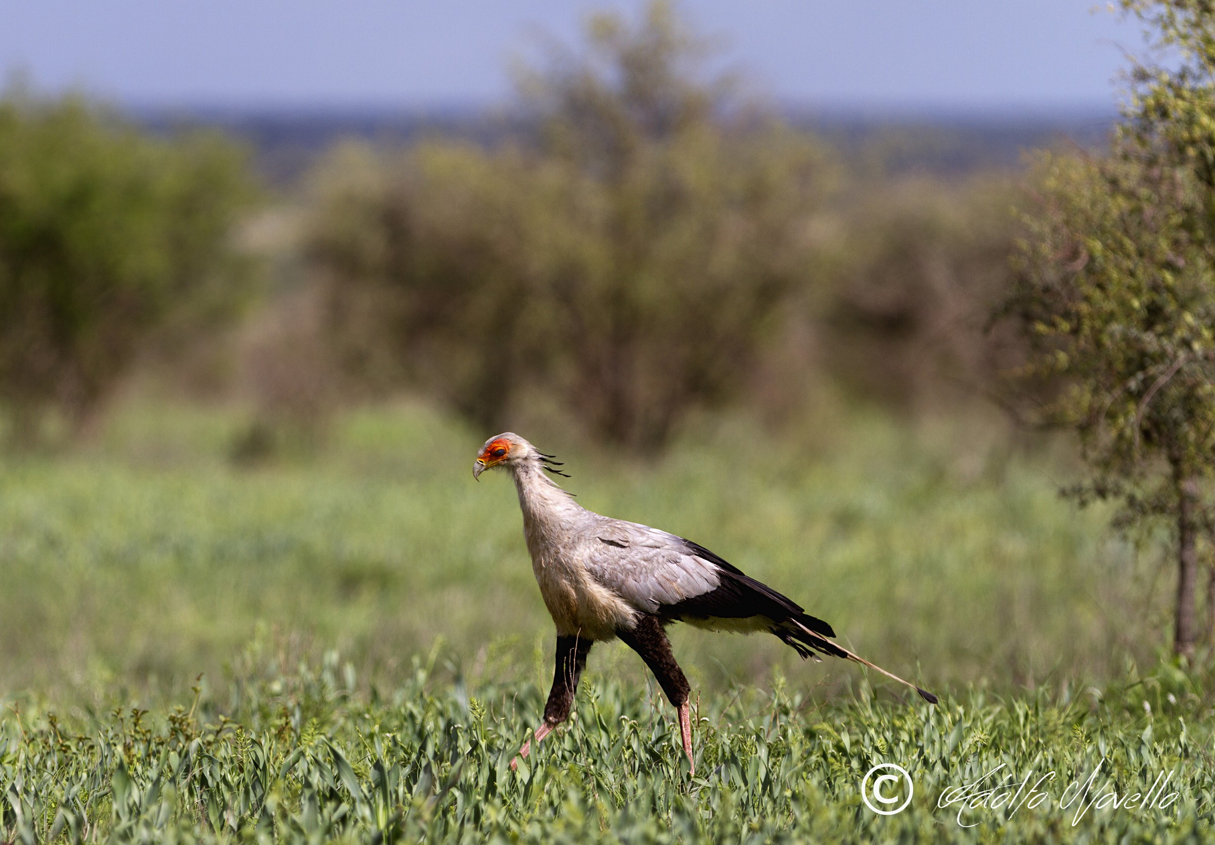 Secretarybird