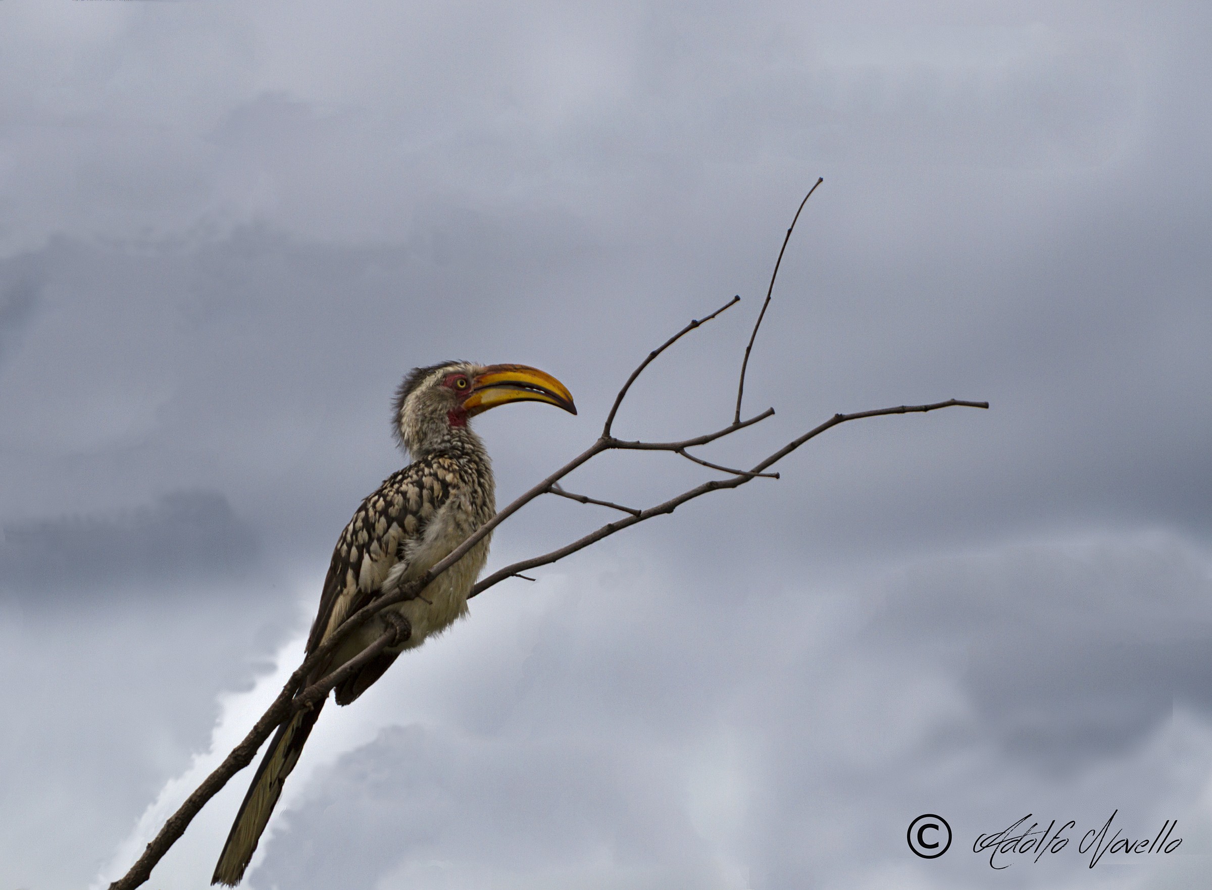 Southern Yellow-billed Hornbill