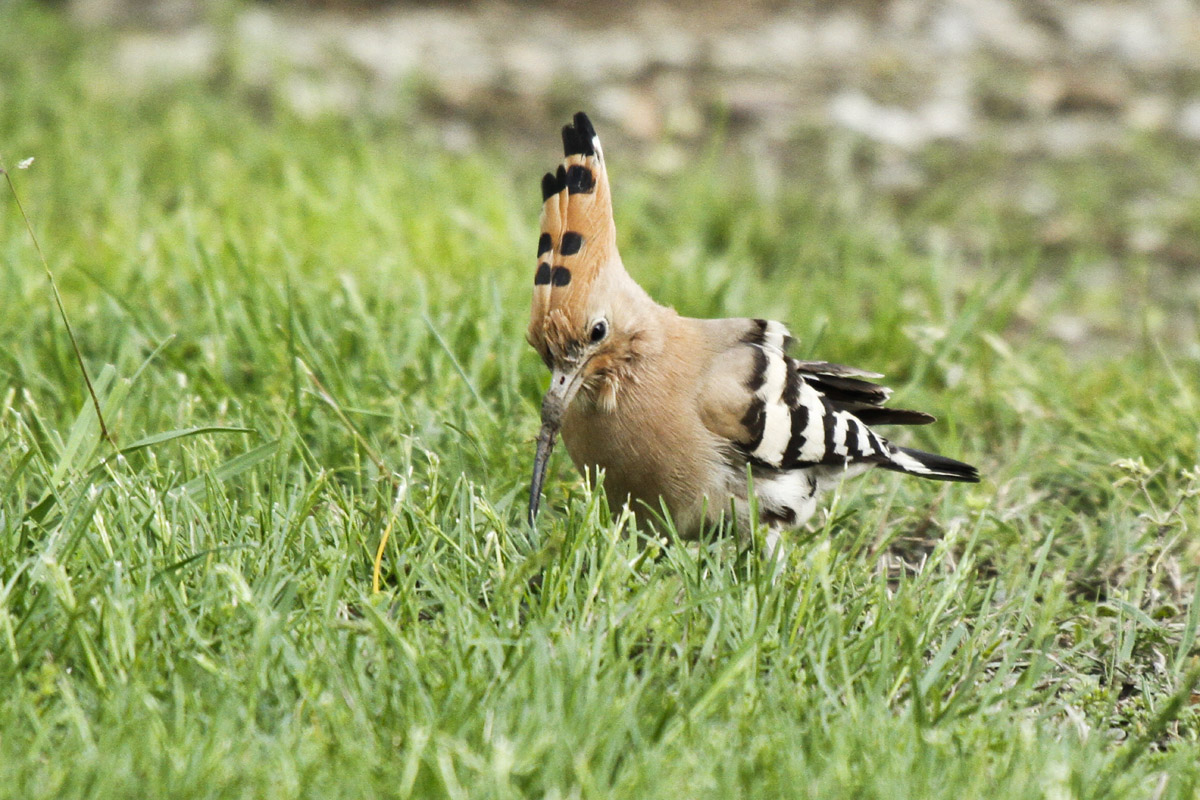 L'Upupa nel cortile di casa