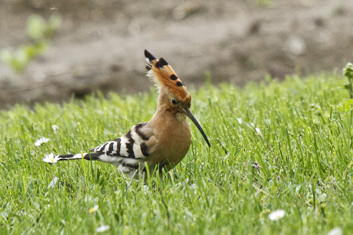 L'Upupa nel cortile di casa