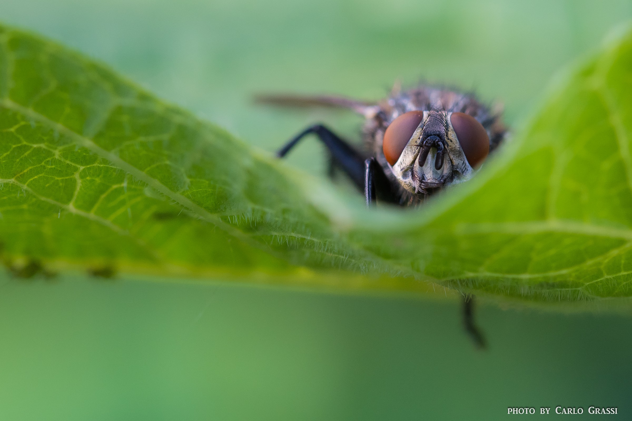 The fly is coming...