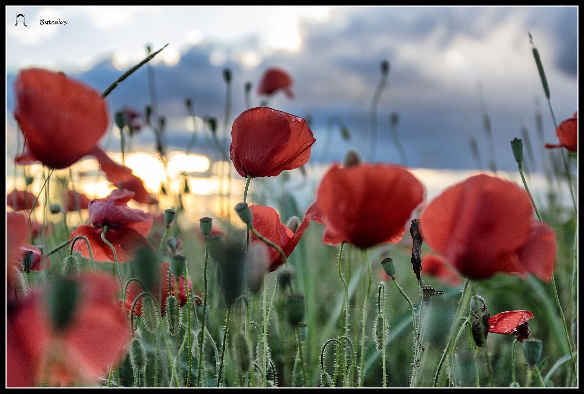 Tramonto e papaveri