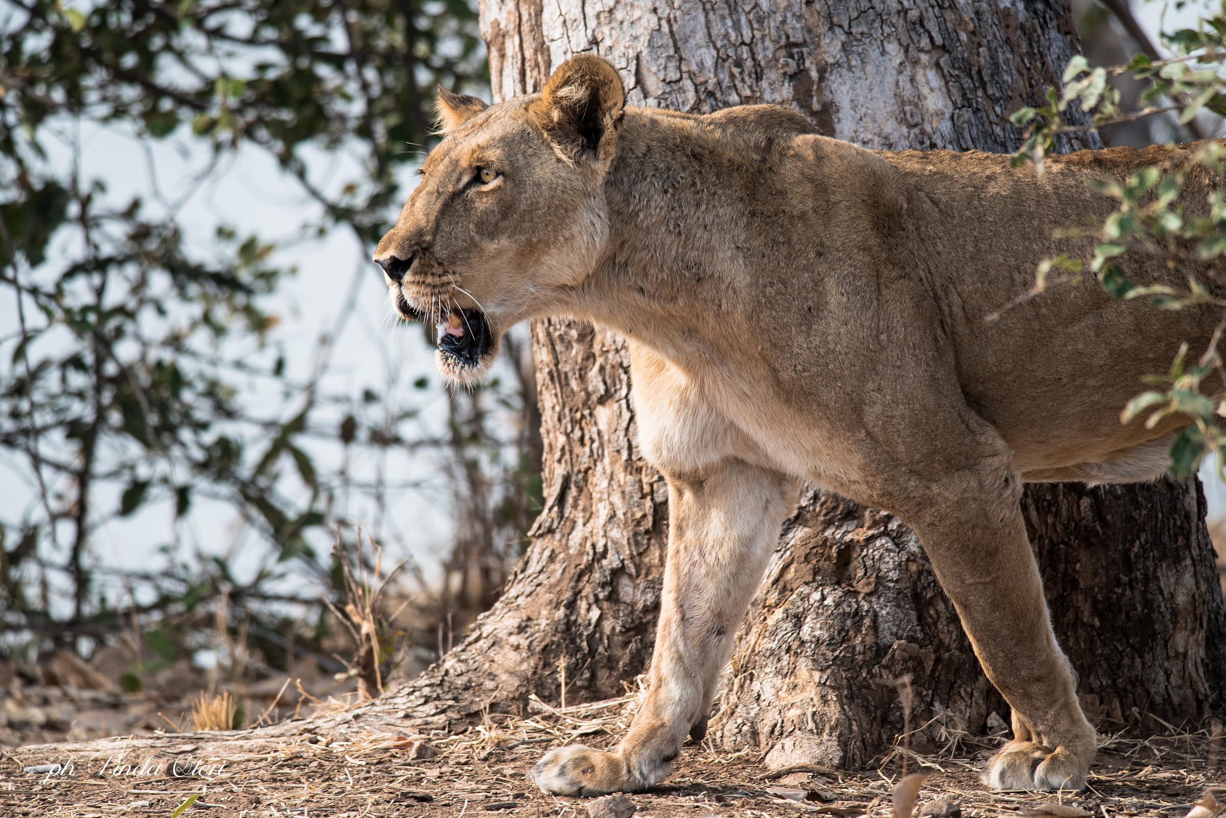 Lioness portrait