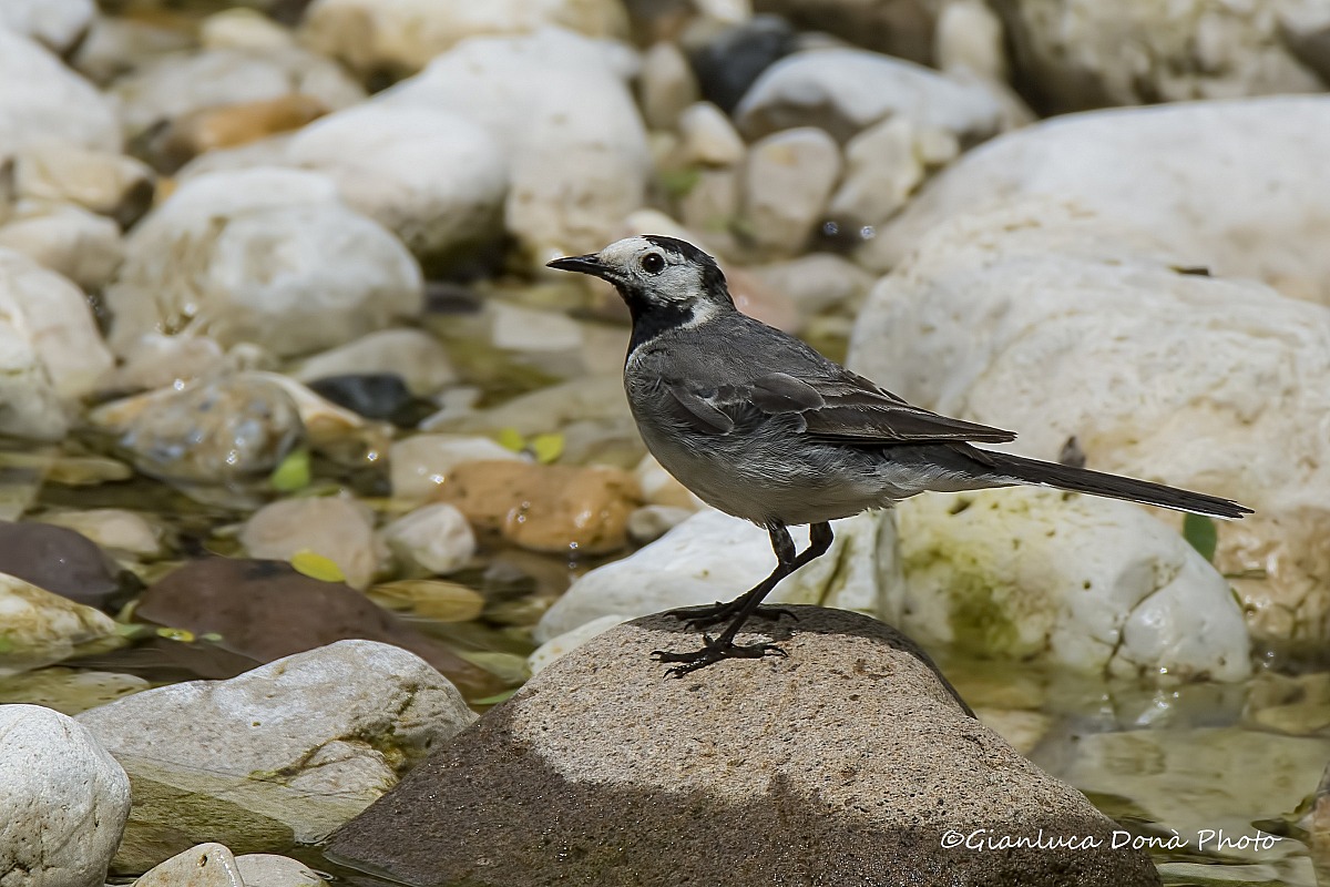 Motacilla alba L., 1758