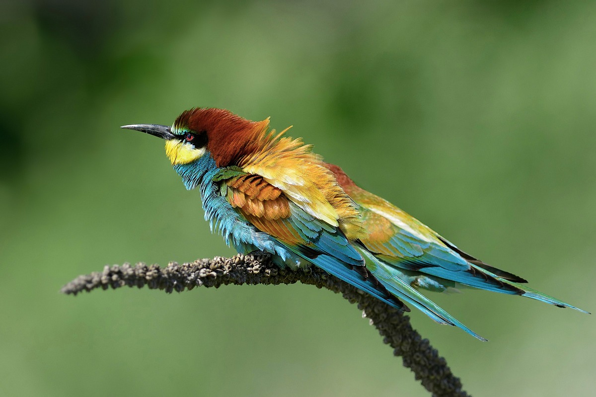 gruccione arruffatello