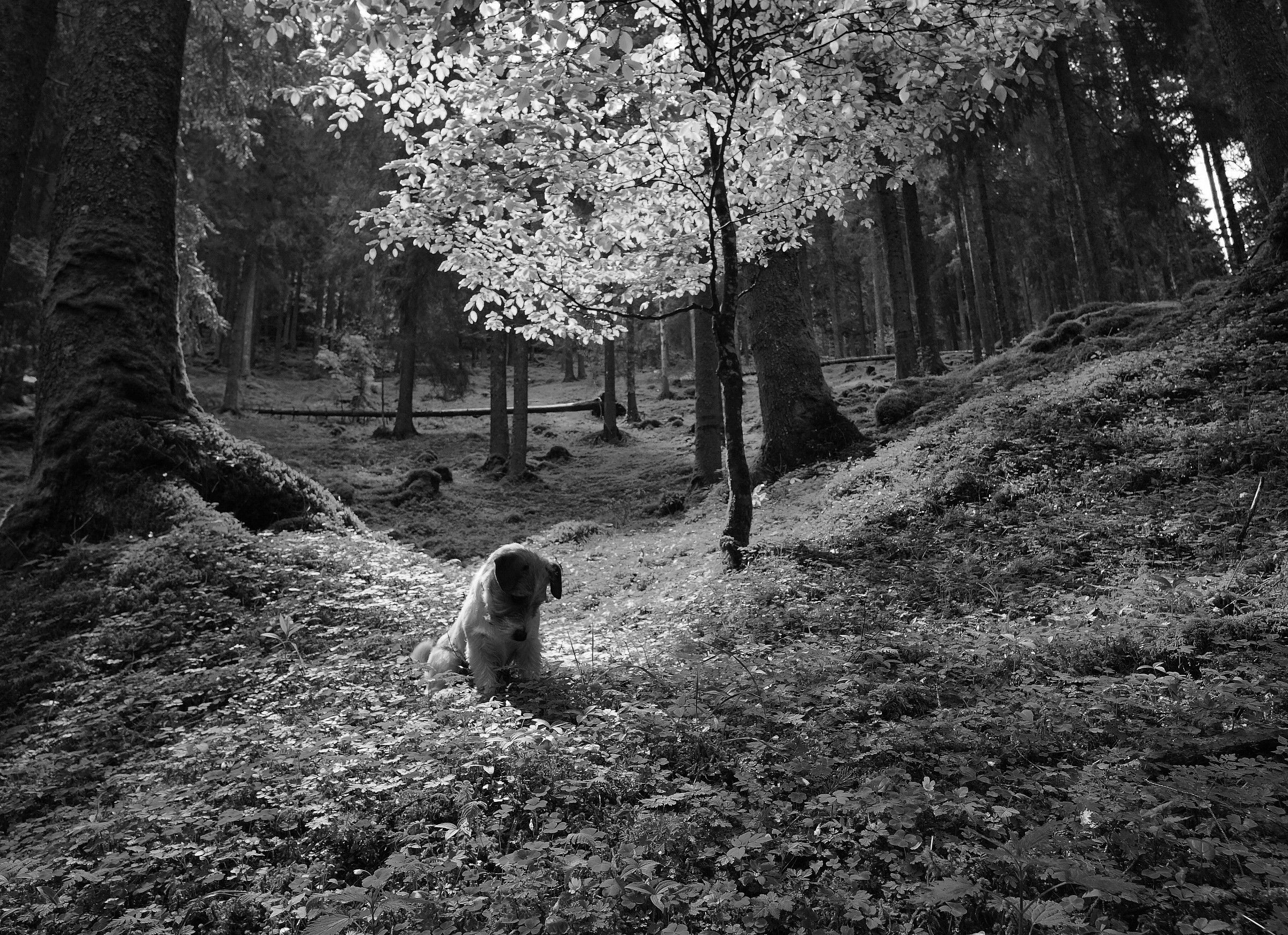 Undergrowth with Bruce