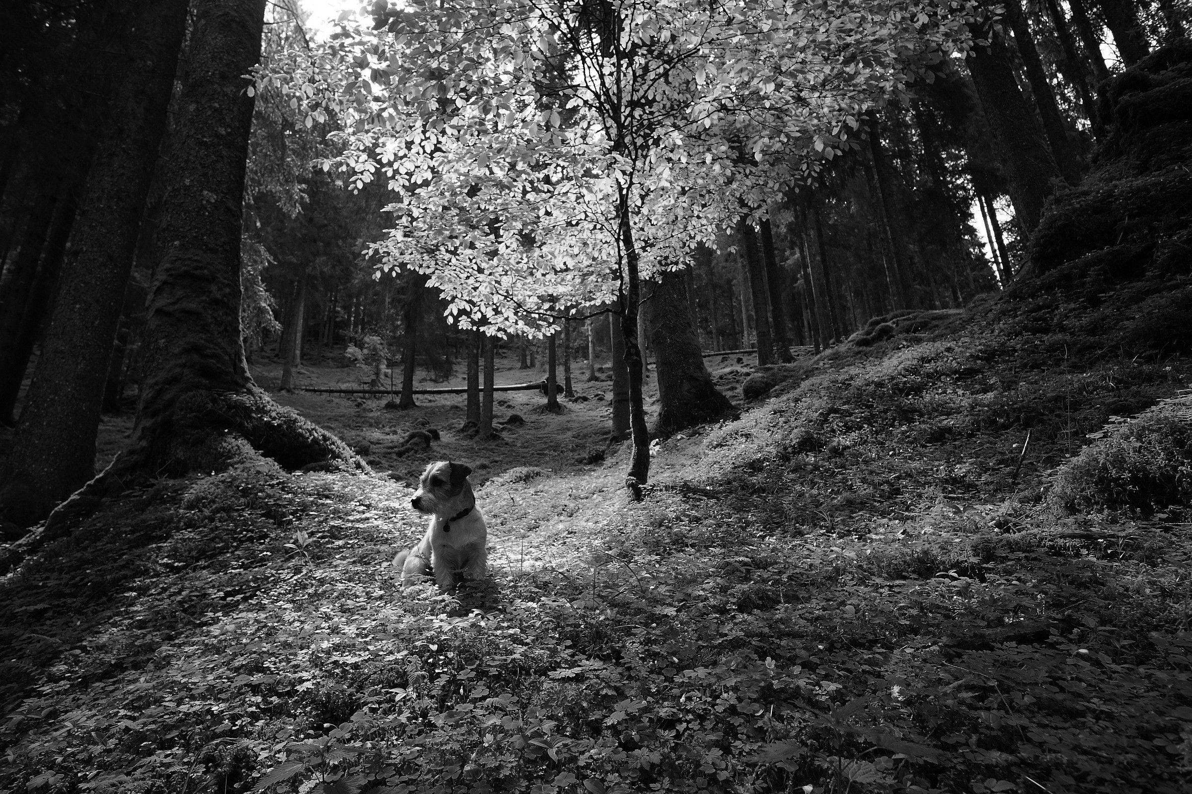 Sottobosco con Bruce