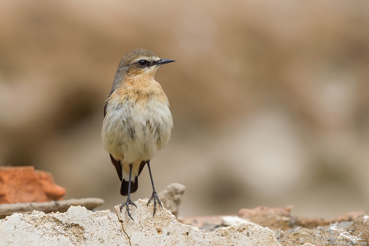 Wheatear