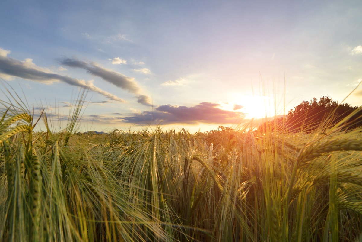 Sunset over barley field