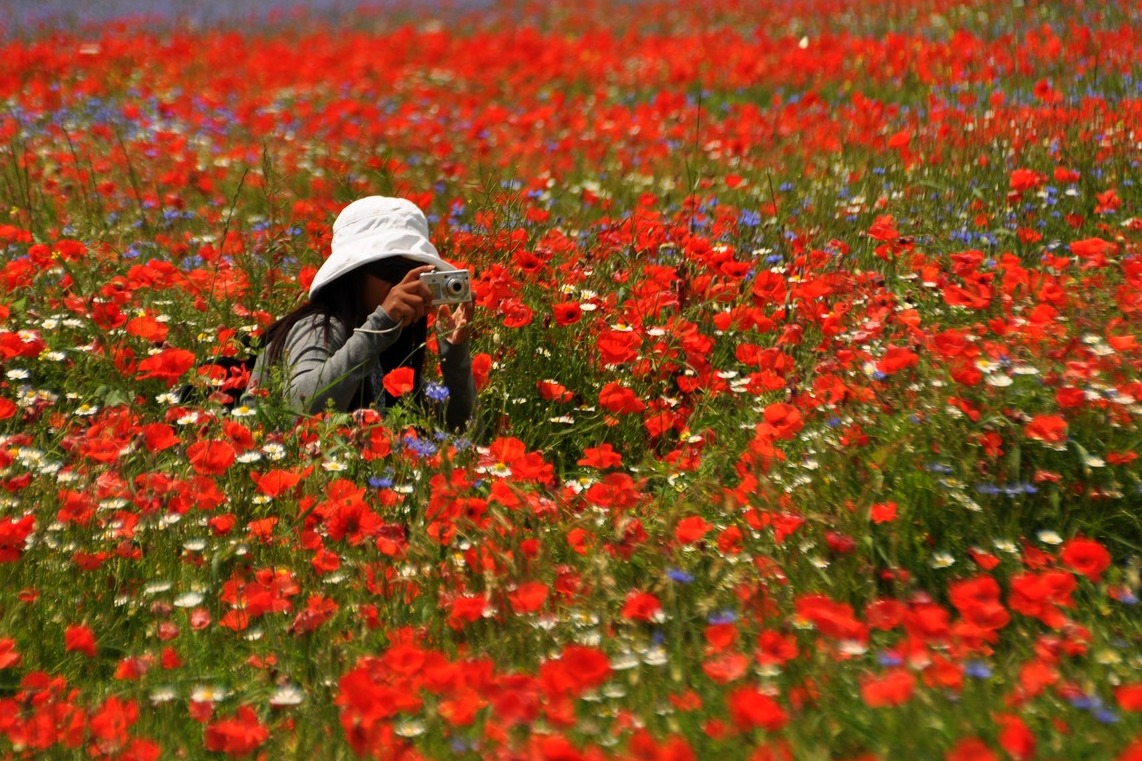 Papaveri con turista