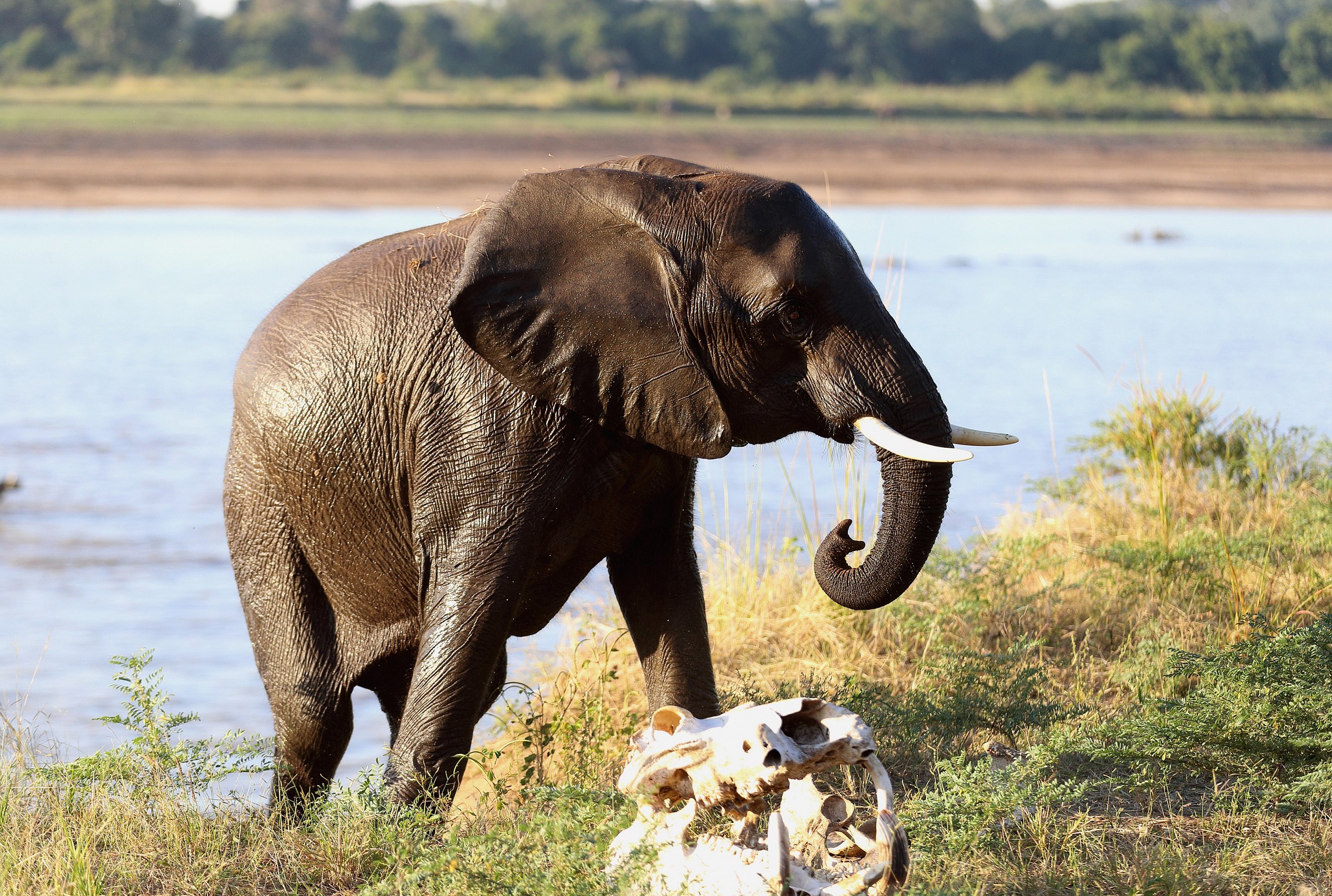 Crossing Luangwa 2