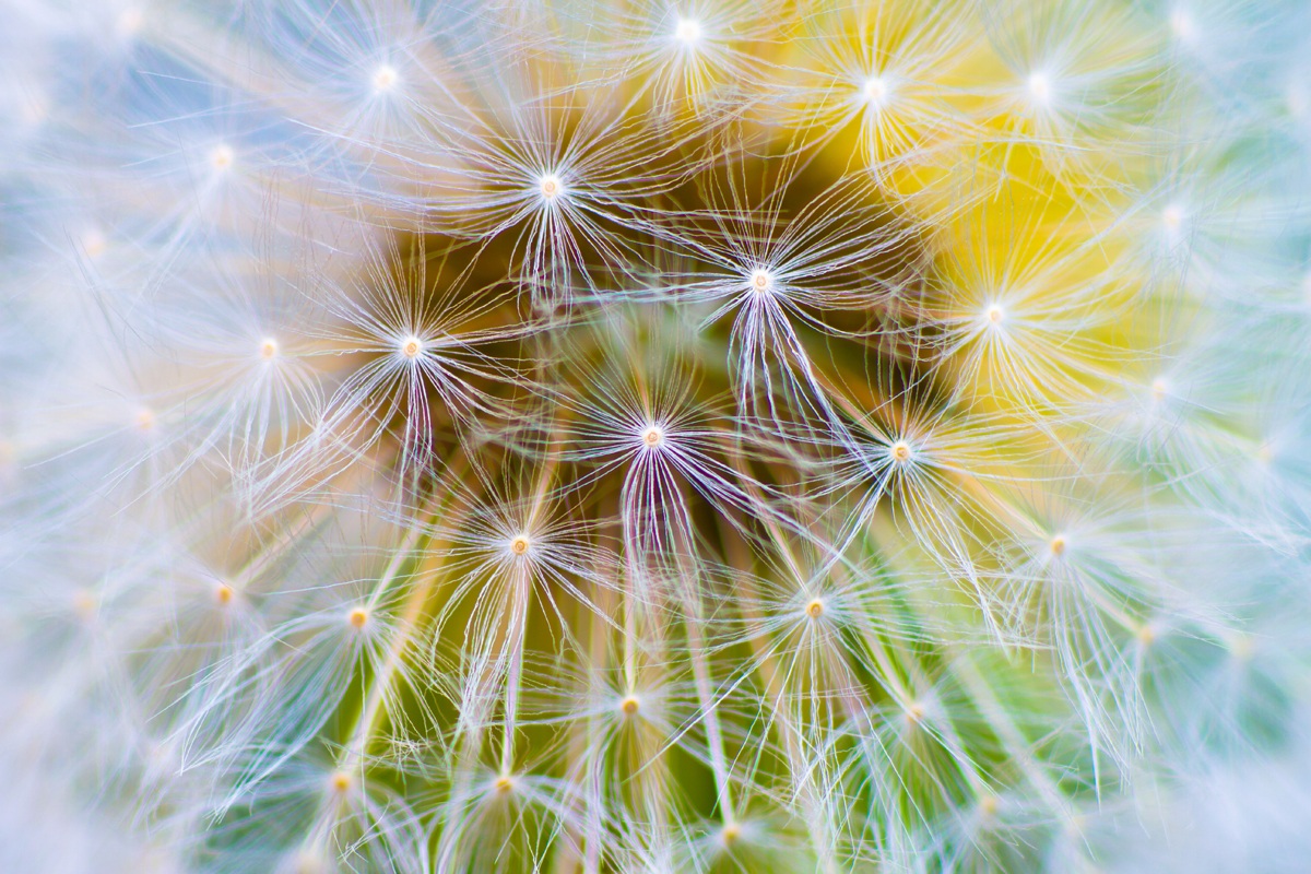 Dandelion