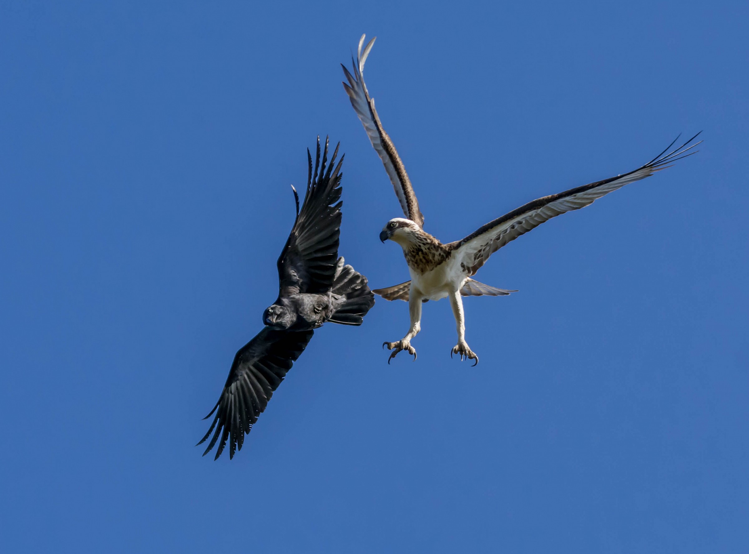 Osprey vs Crow