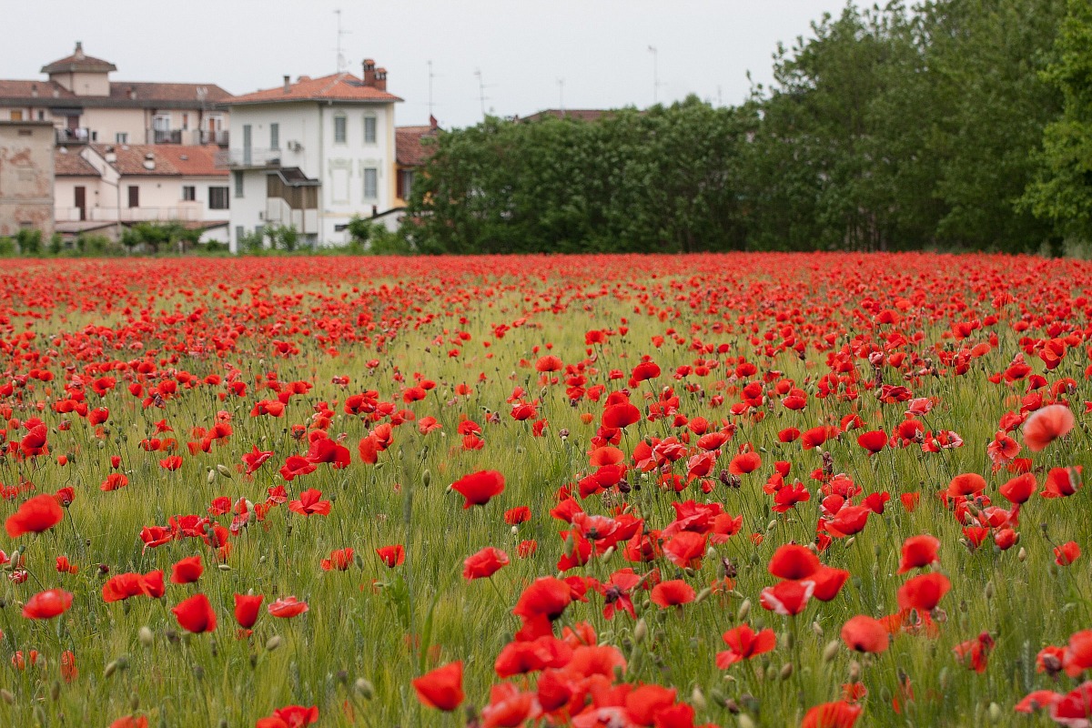meravigliosa primavera "dietro casa"