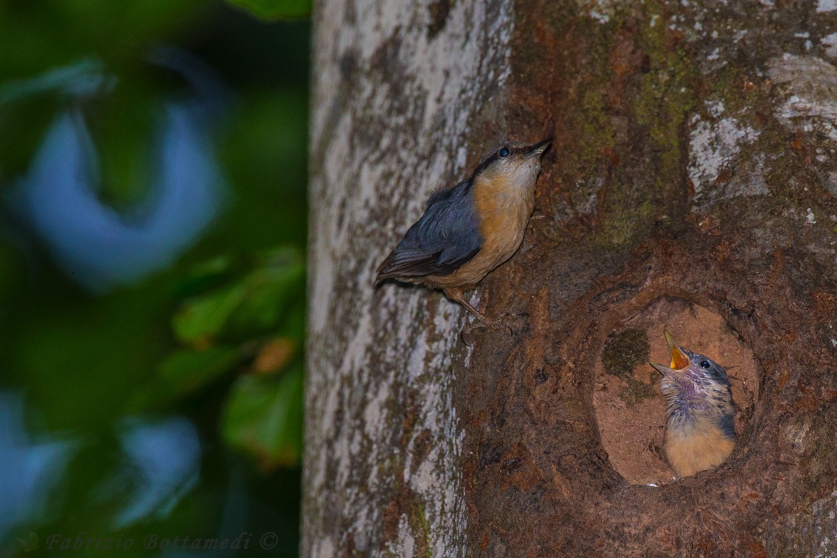 Nuthatch