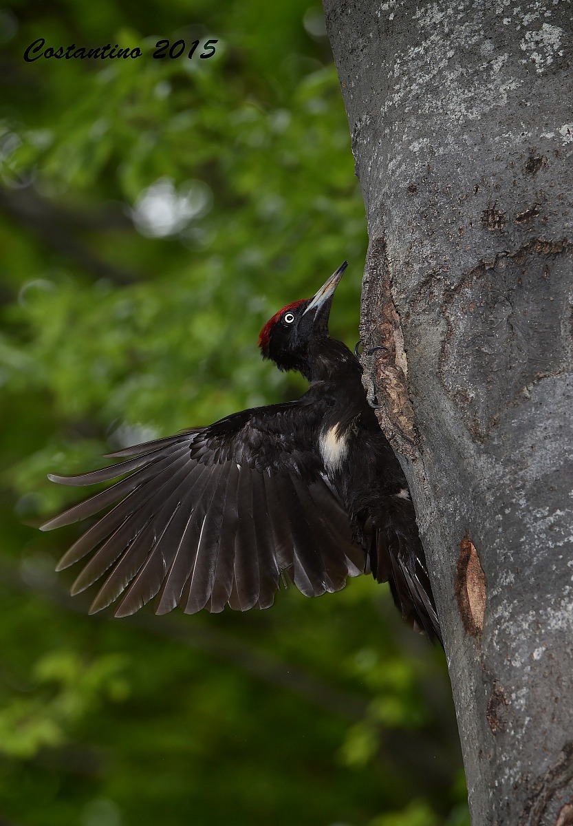 Black woodpecker [Dryocopus martius]