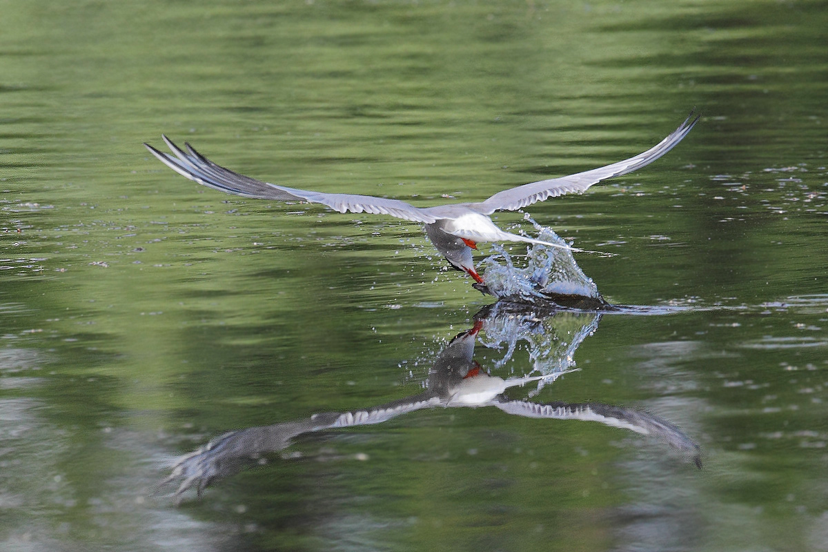 Fishing for Tern