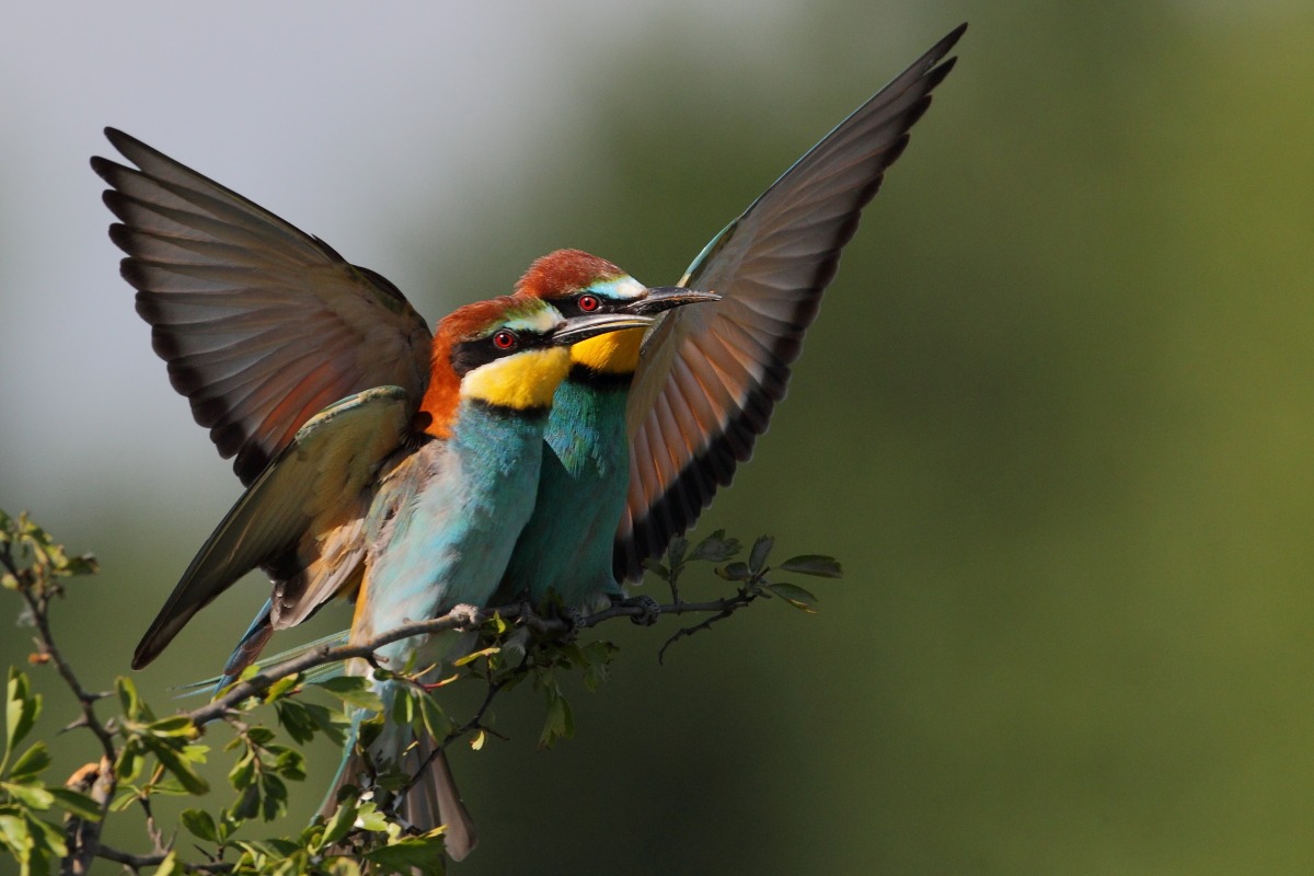 Bee-eaters
