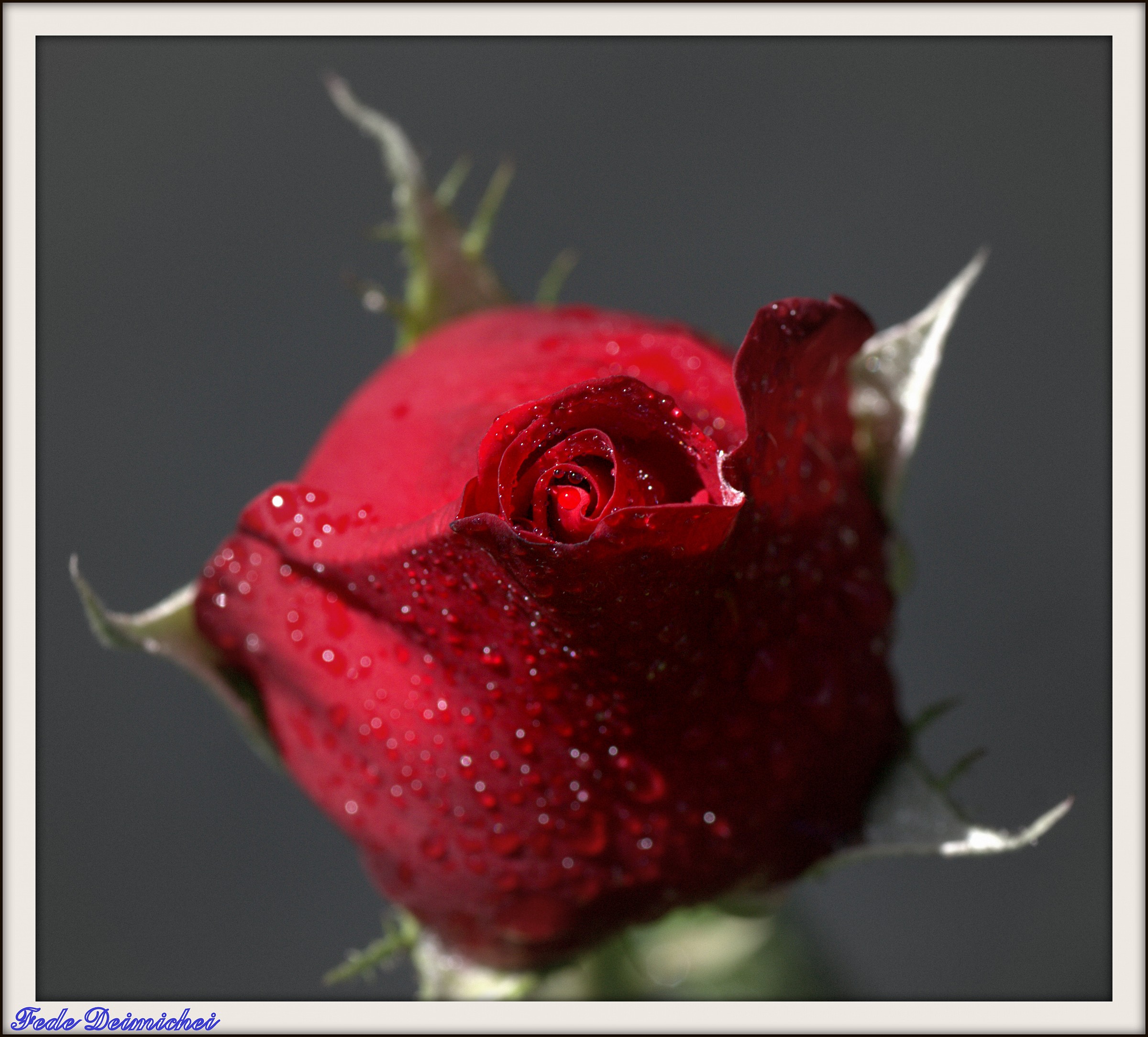Red Rose