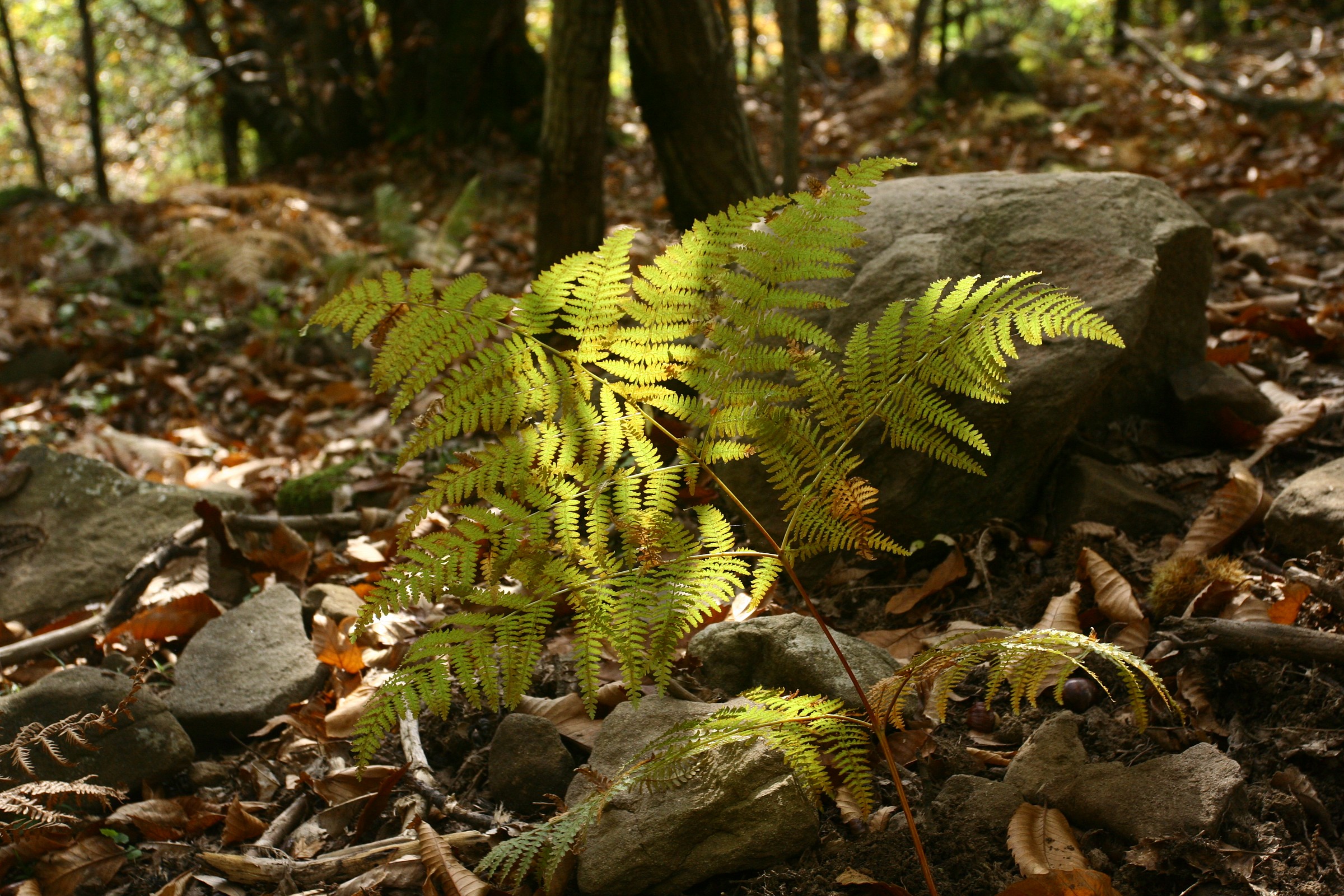 Colpita da un raggio di sole