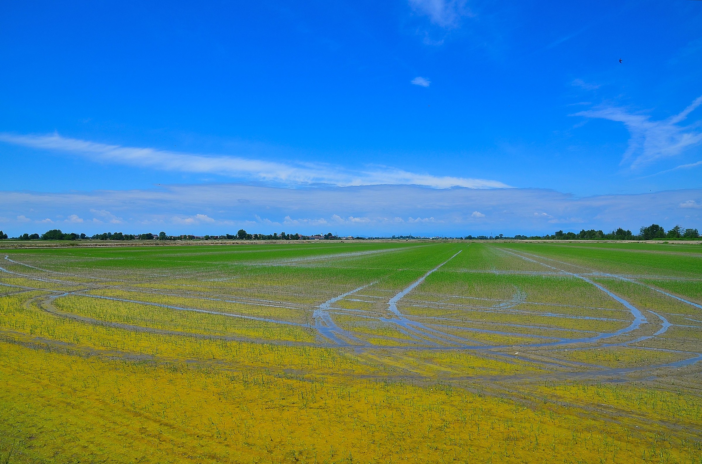 The colors of the rice fields