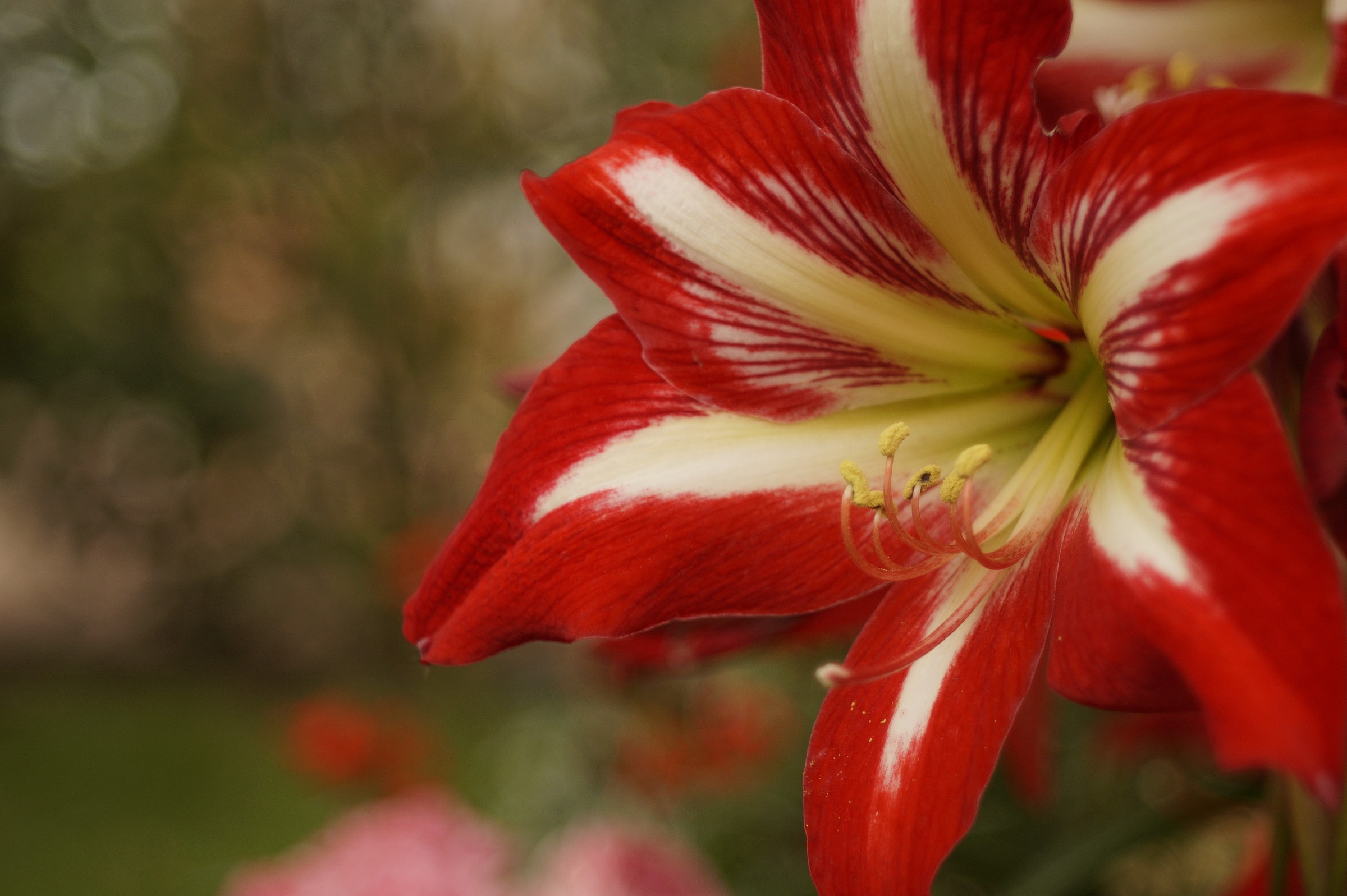 Nel giardino di casa