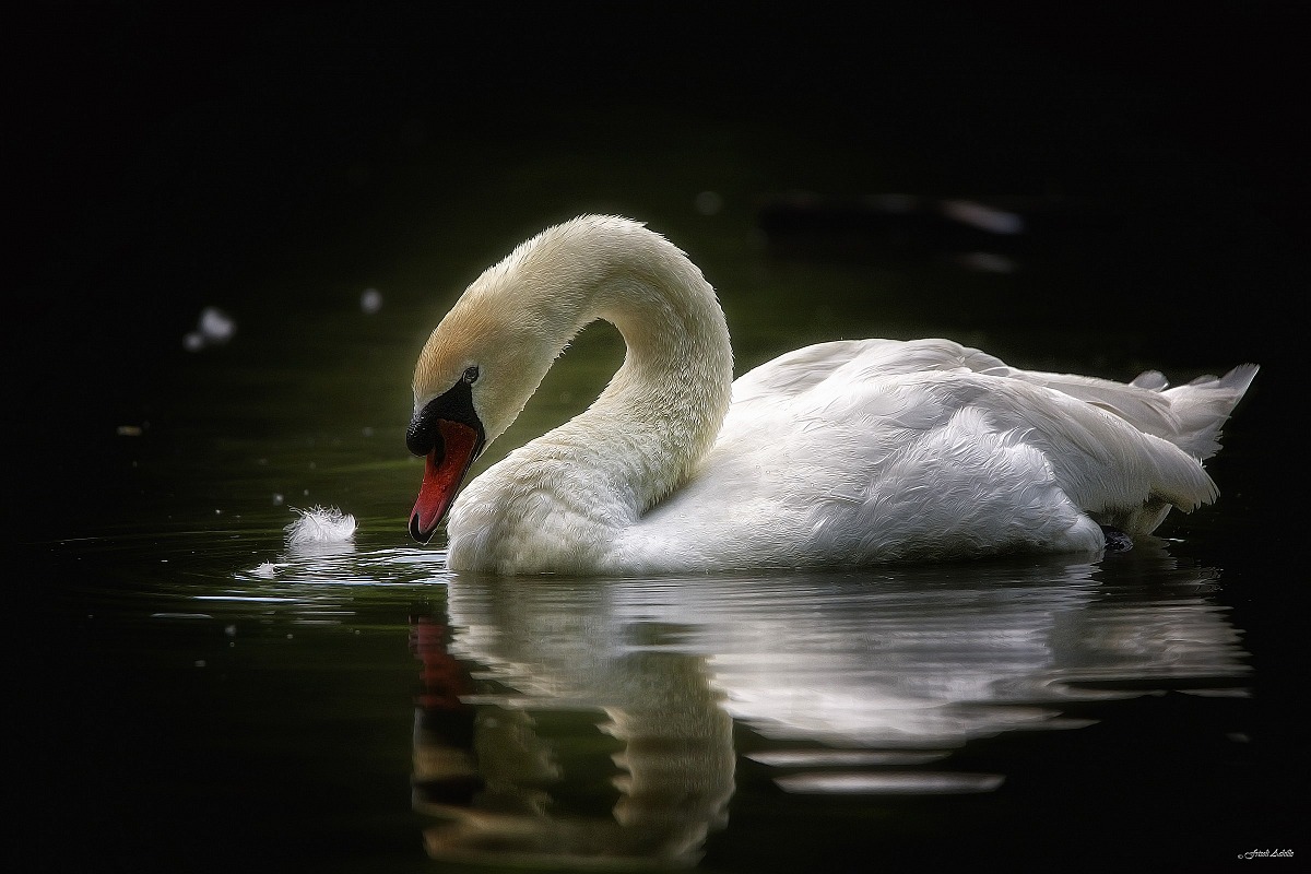 swan
