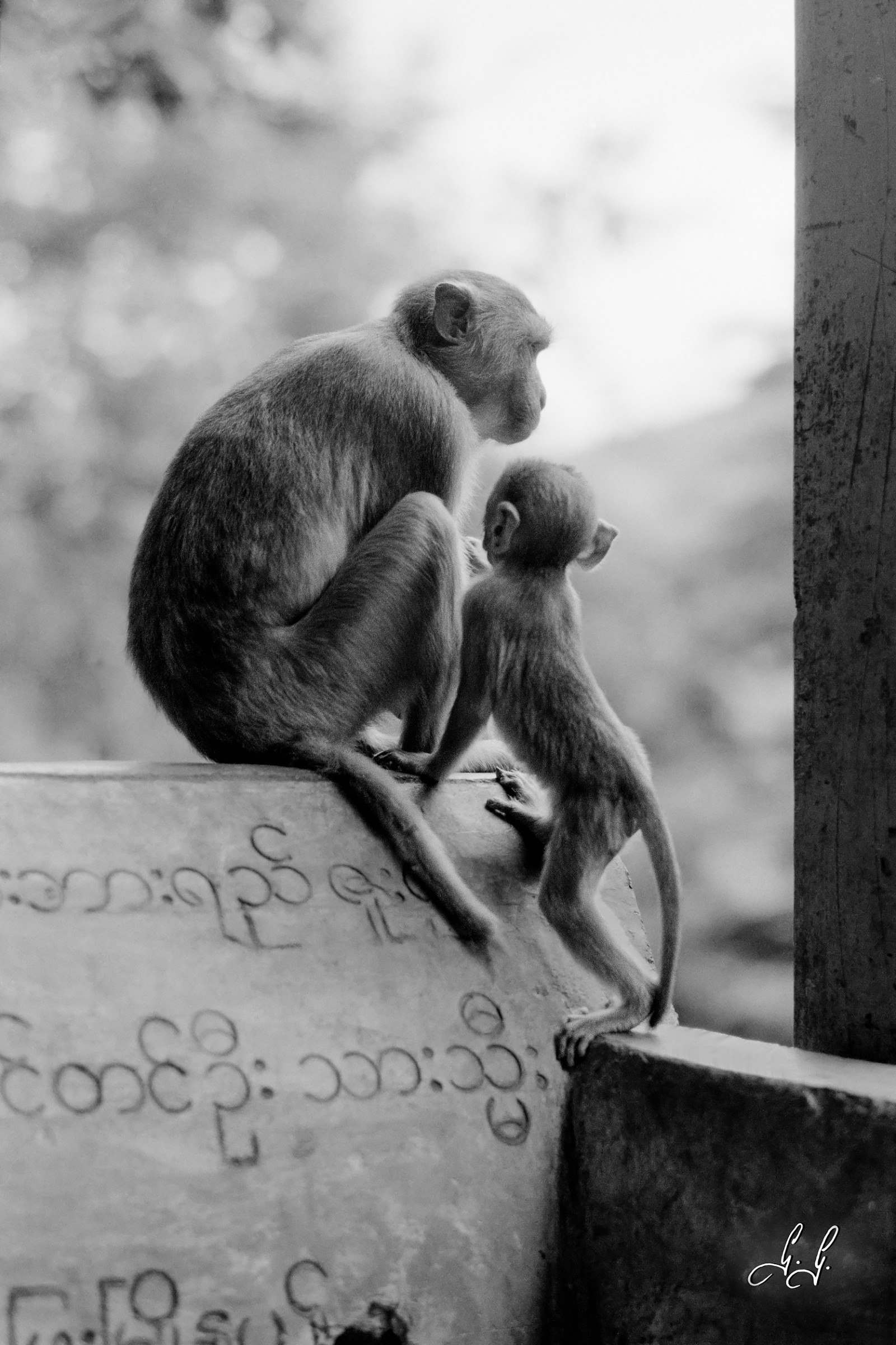 Monkeys on Mount Pope