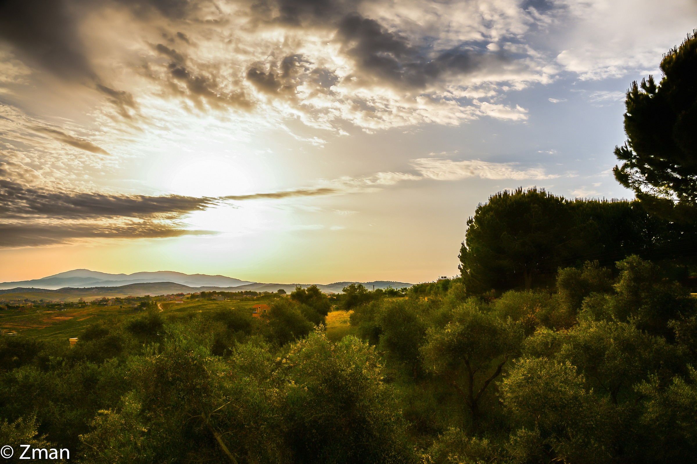 Olive trees at sunrise