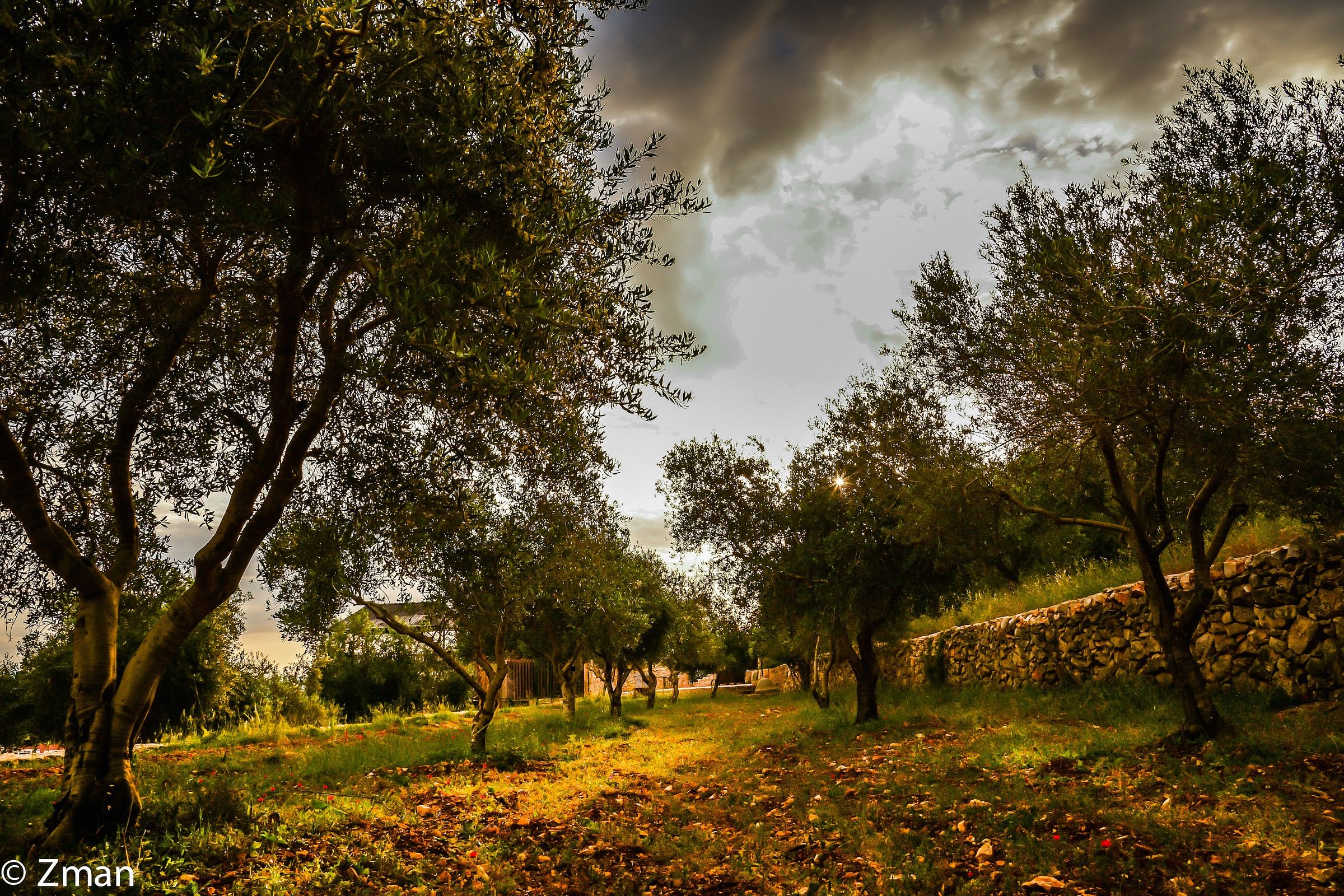 Olive trees