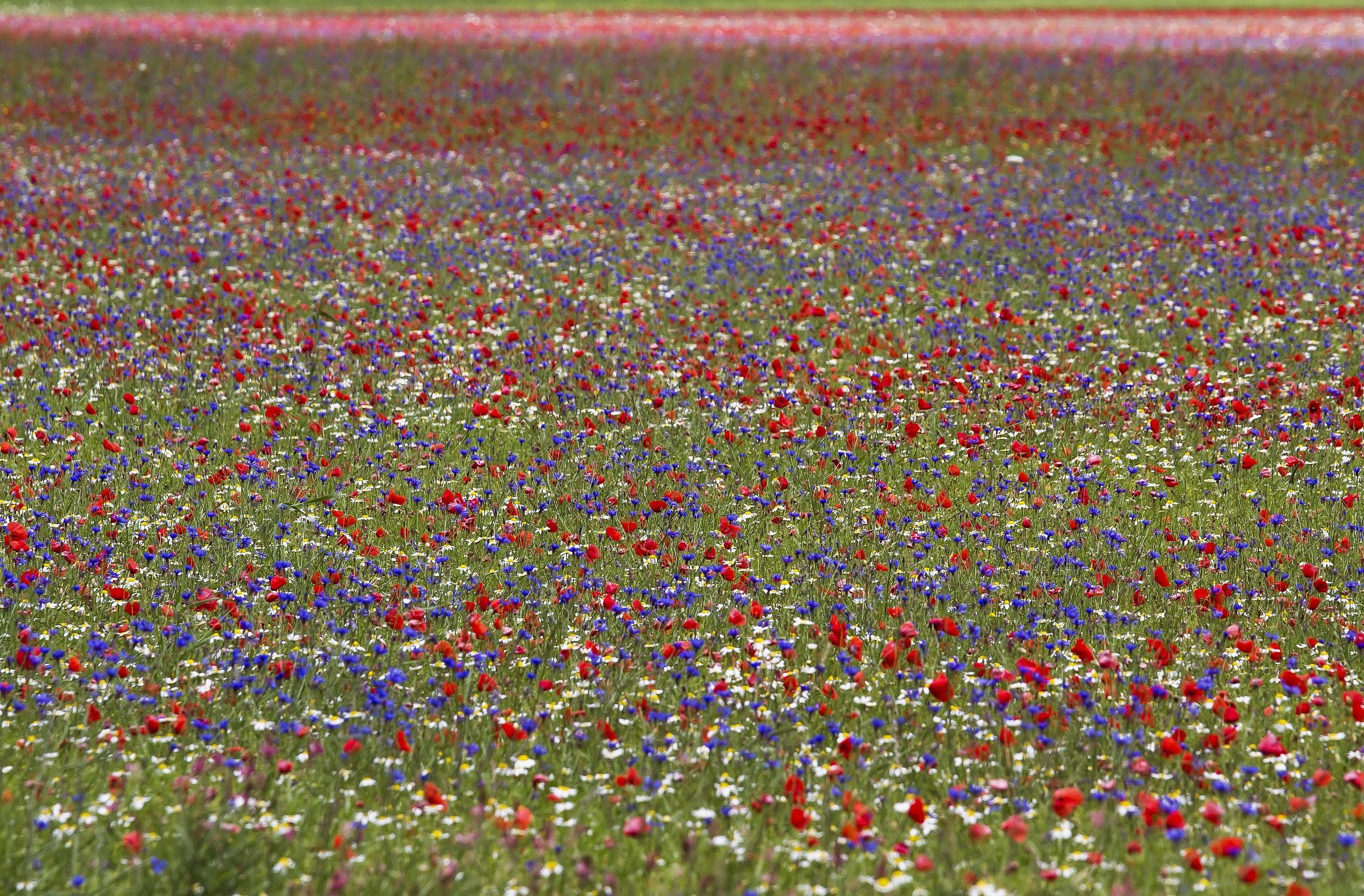 United colors of Castelluccio di Norcia nr 2